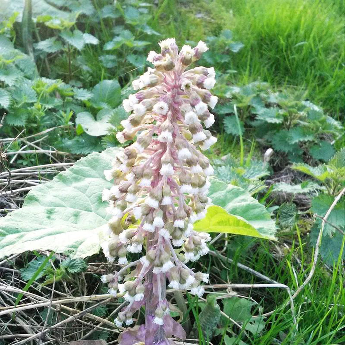 Petasites Hybridus Aquatic Pond Plant 8211 Butterbur 5ltr Pot Size