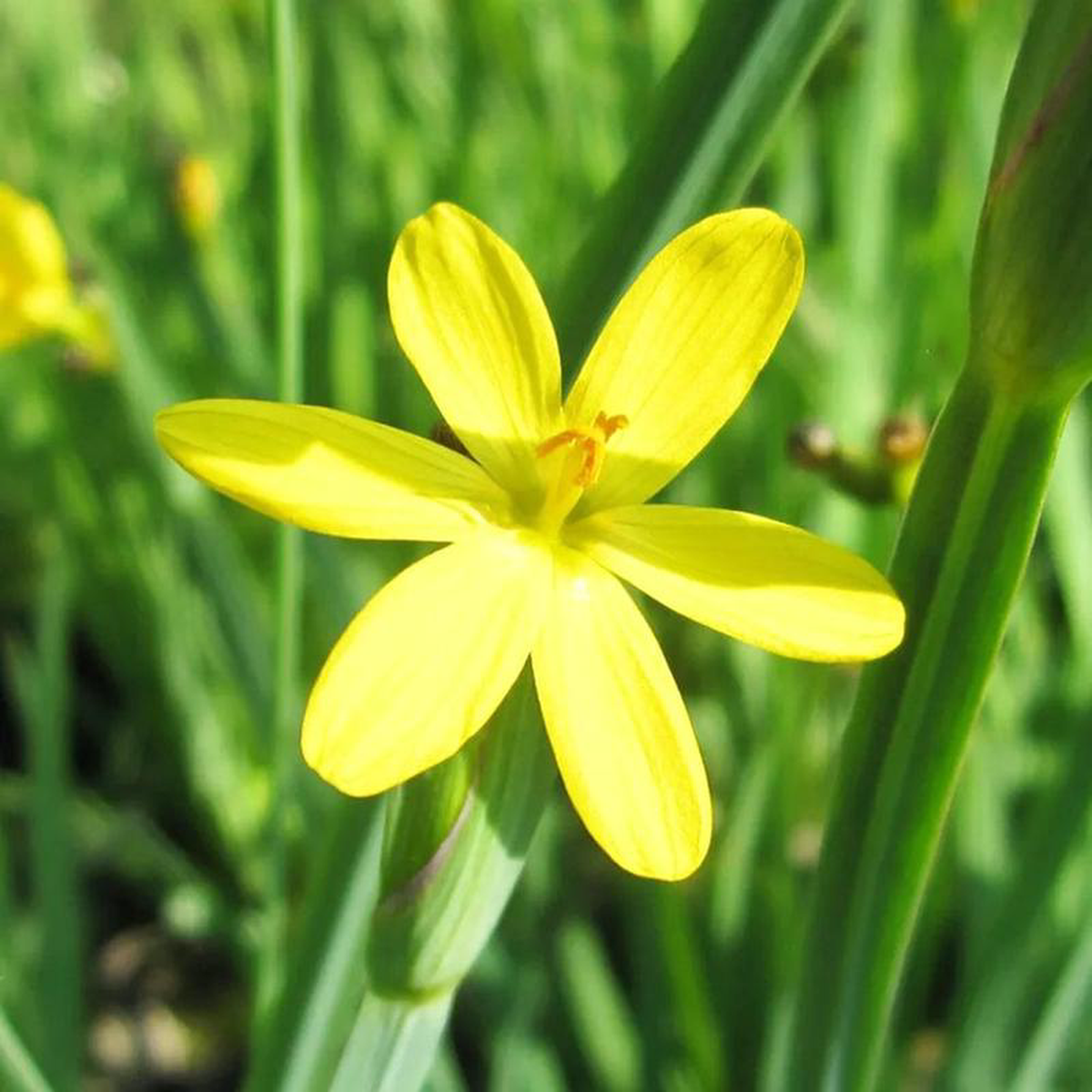 Sisyrinchium Californicum Aquatic Pond Plant 8211 Yellow Eyed Grass 3ltr Pot Size