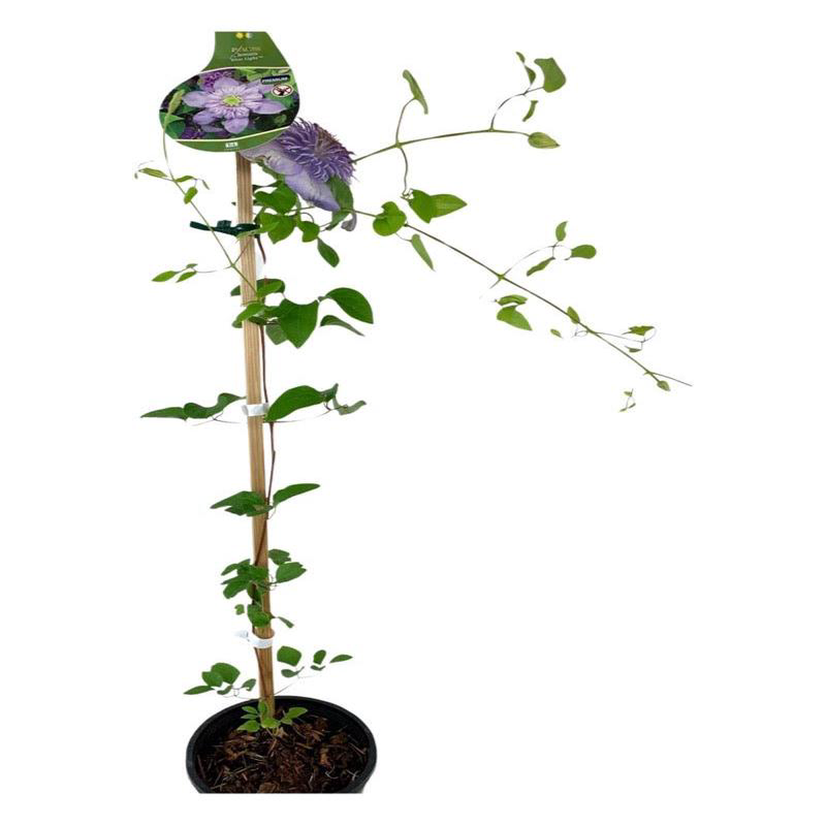 Clematis 8216Blue Light8217 1 Gallon