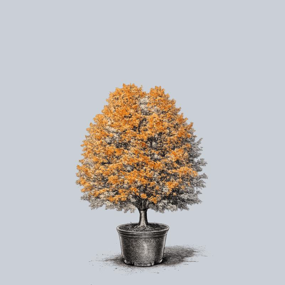 Commemoration Sugar Maple 2 inch B038B