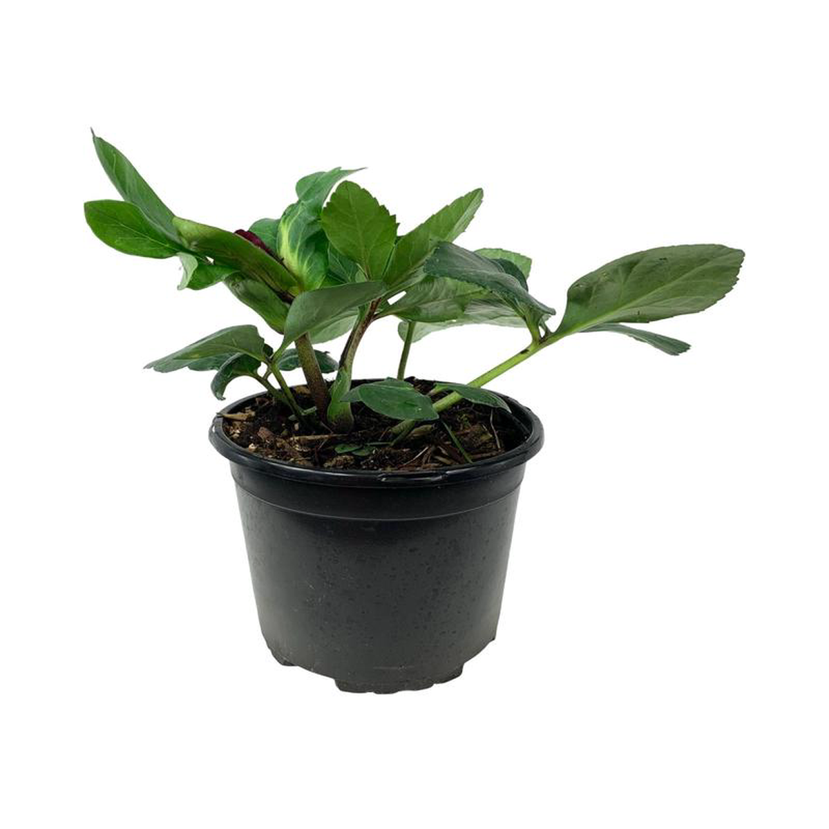 Helleborus x lemperii Winter Ballet 8216Leona8217 1 Gallon