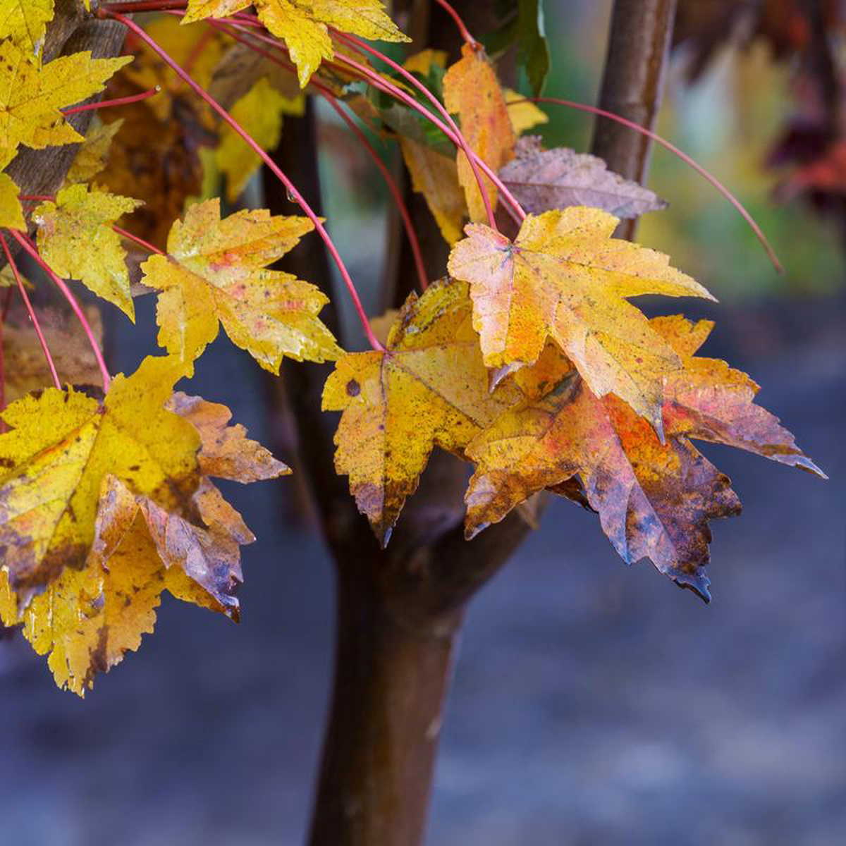 Redpointe Red Maple 2 inch B038B