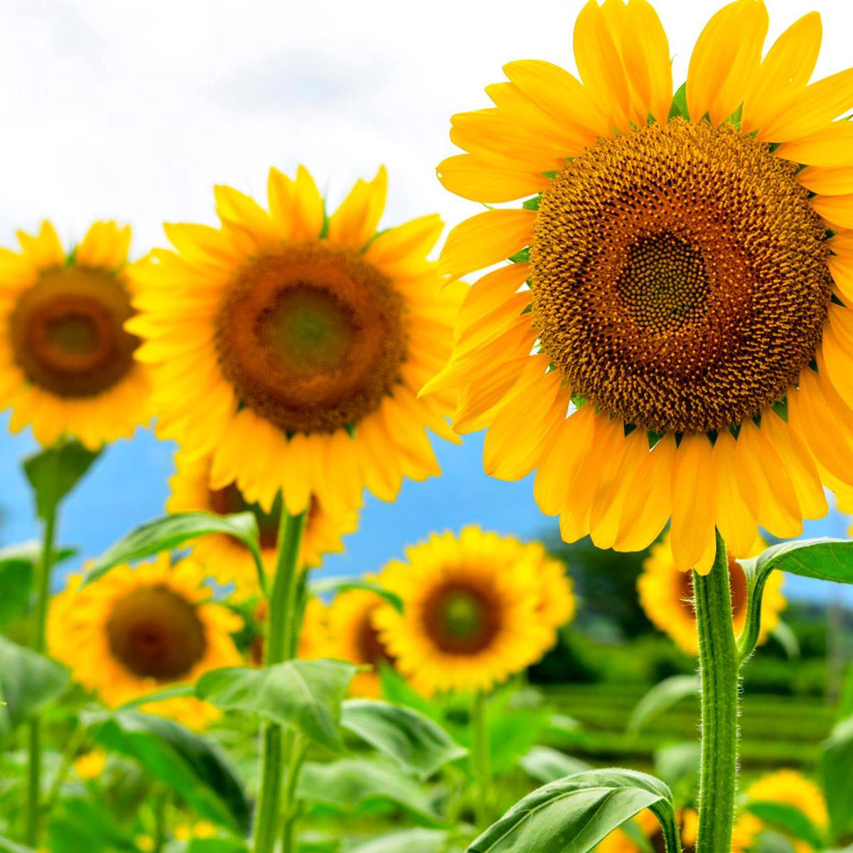 Black Oil Sunflower (Helianthus annuus)