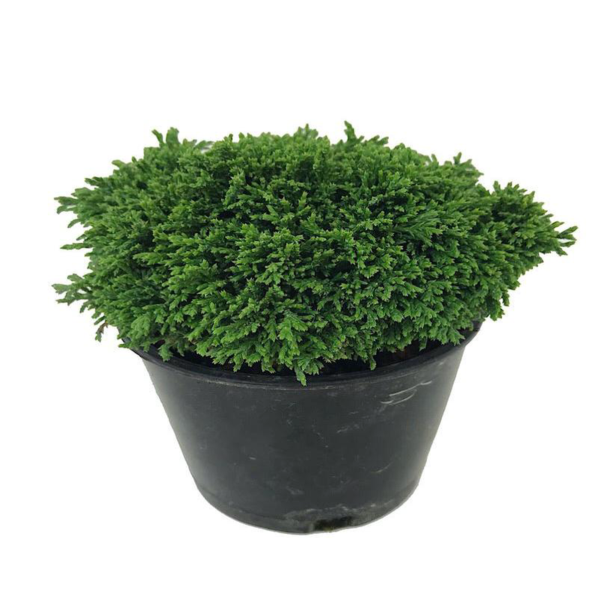 Chamaecyparis pisifera 8216Tsukumo8217 4 Inch