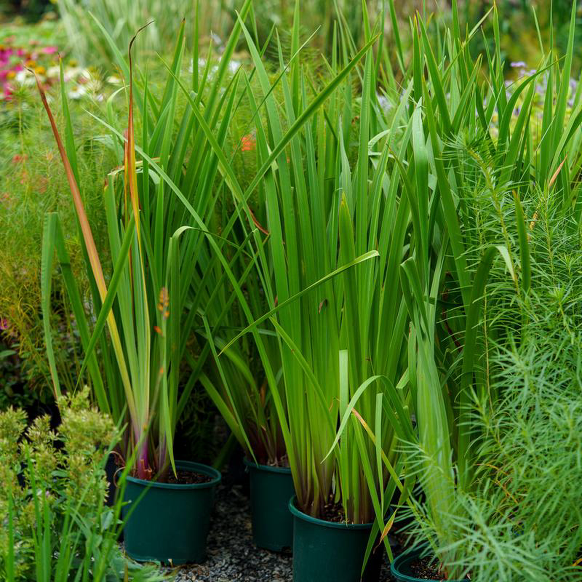 Gerald Darby Iris 2 Gallon
