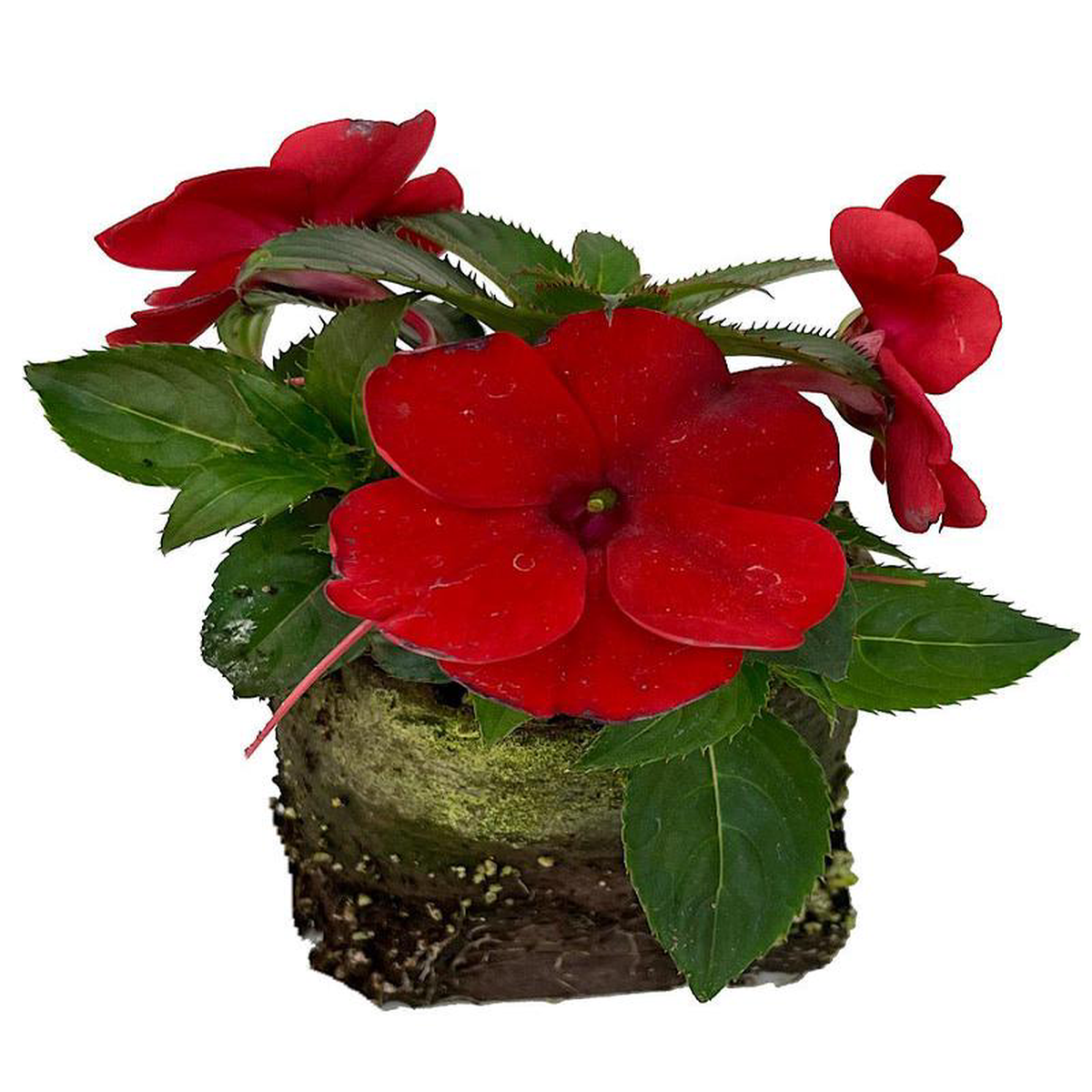 Sunpatiens 8216Compact Deep Red8217 4 Inch