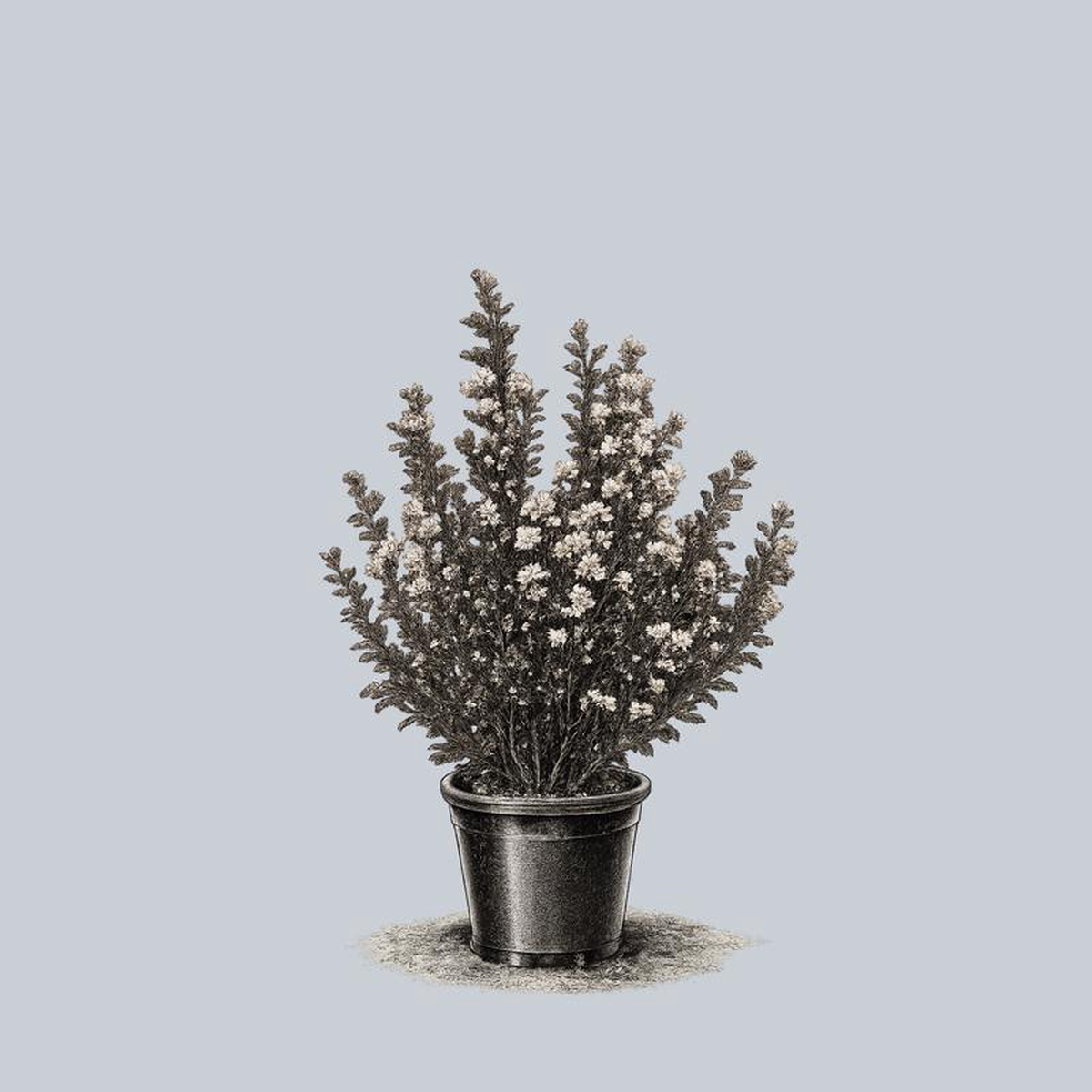 Tiny Wine Ninebark 5 Gallon