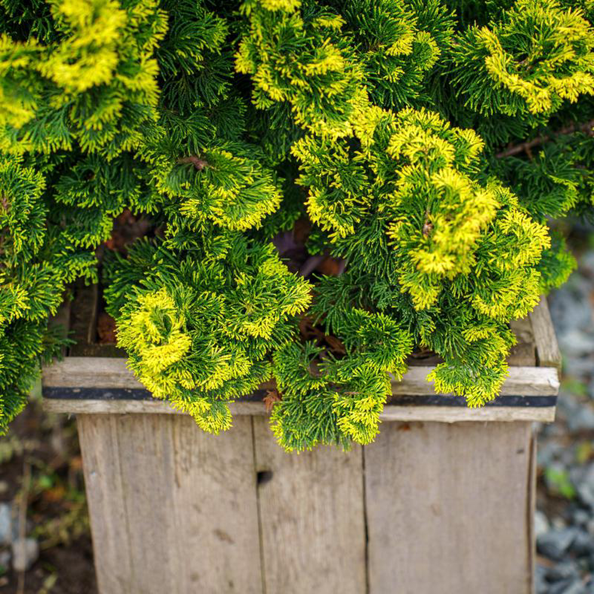 Verdoni Hinoki Cypress 6 Gallon