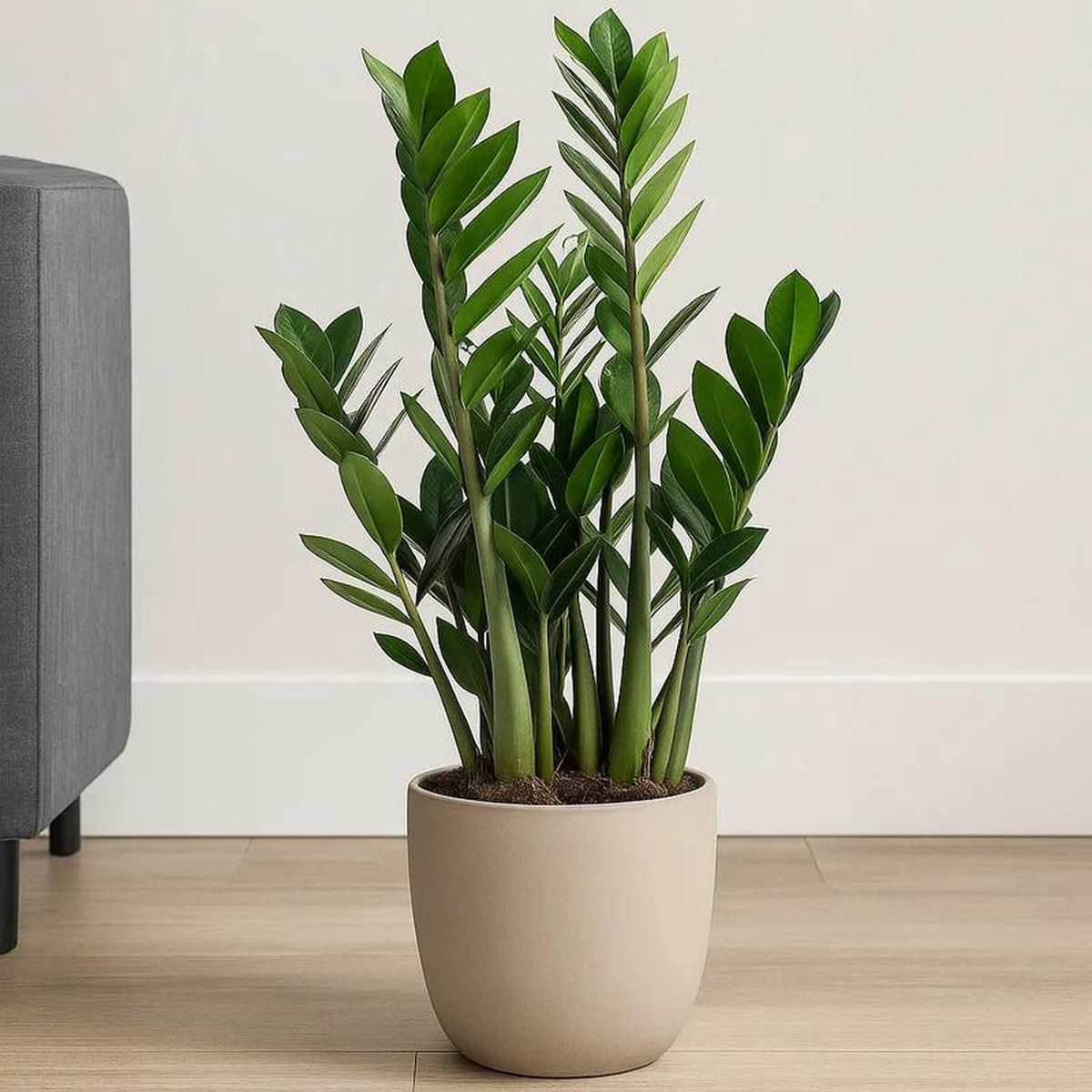 Zamioculcas Zamifolia ZZ Plant 70 8211 80cm Pot 17cm