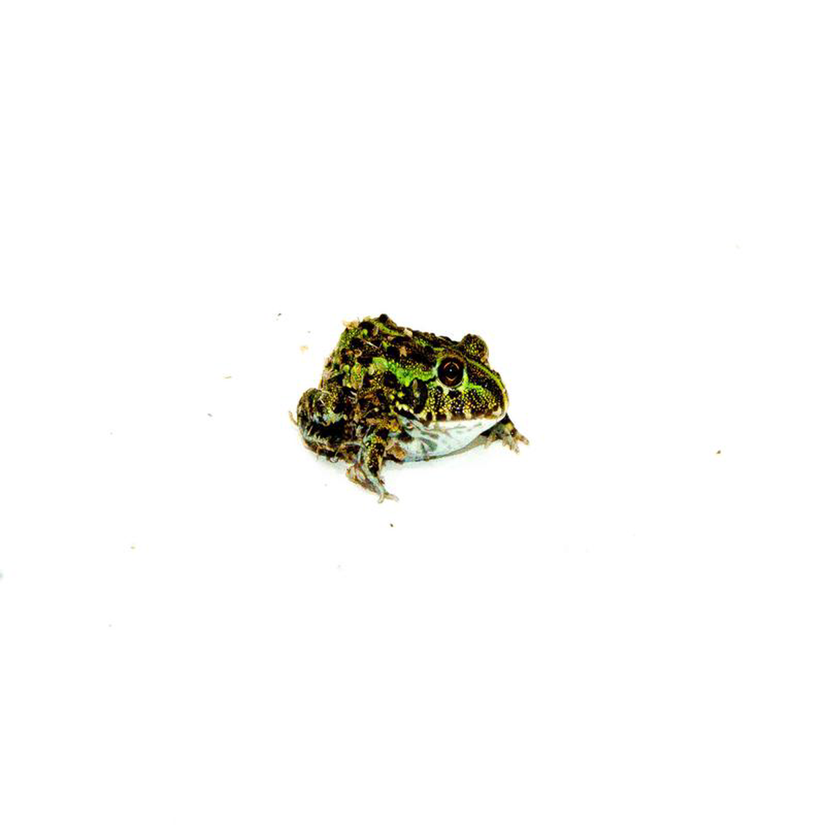 African Pixie Frog Baby (Pyxicephalus adspersus)