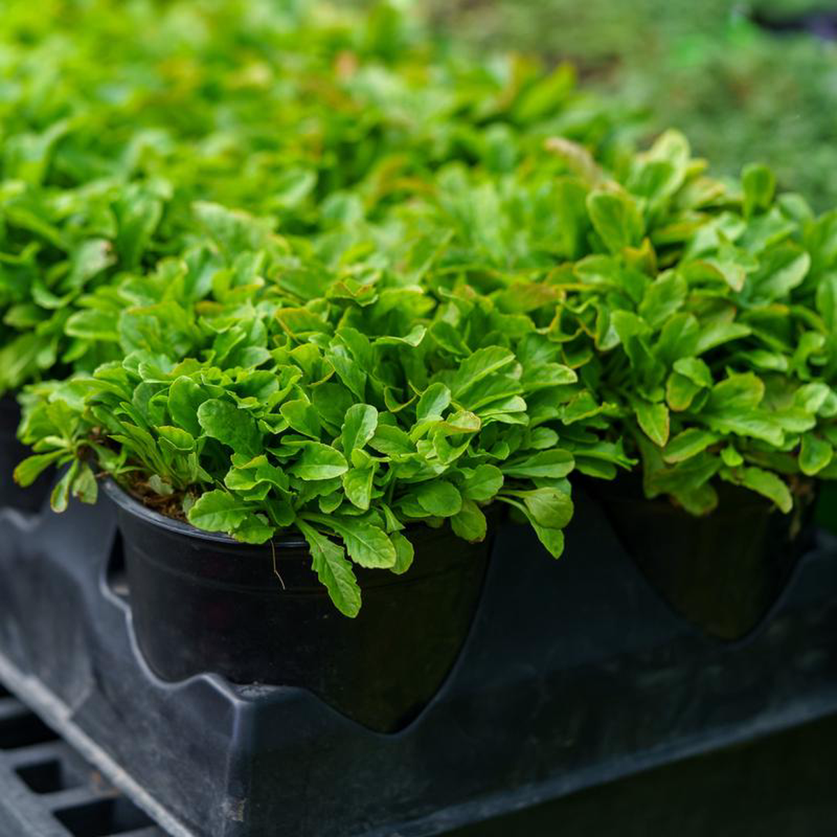 Creeping Mazus Quart
