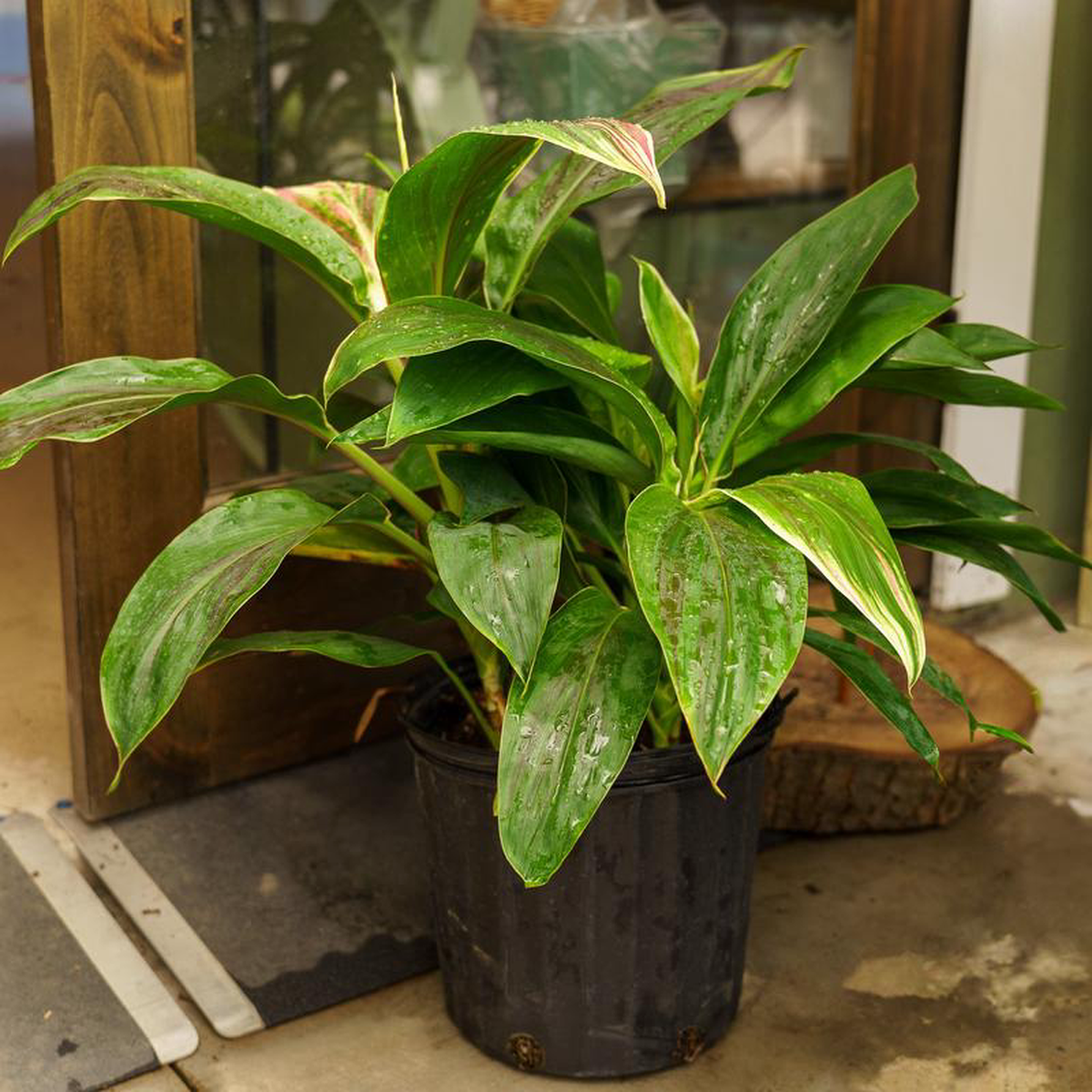 Exotica Ti Plant 10 inch Pot