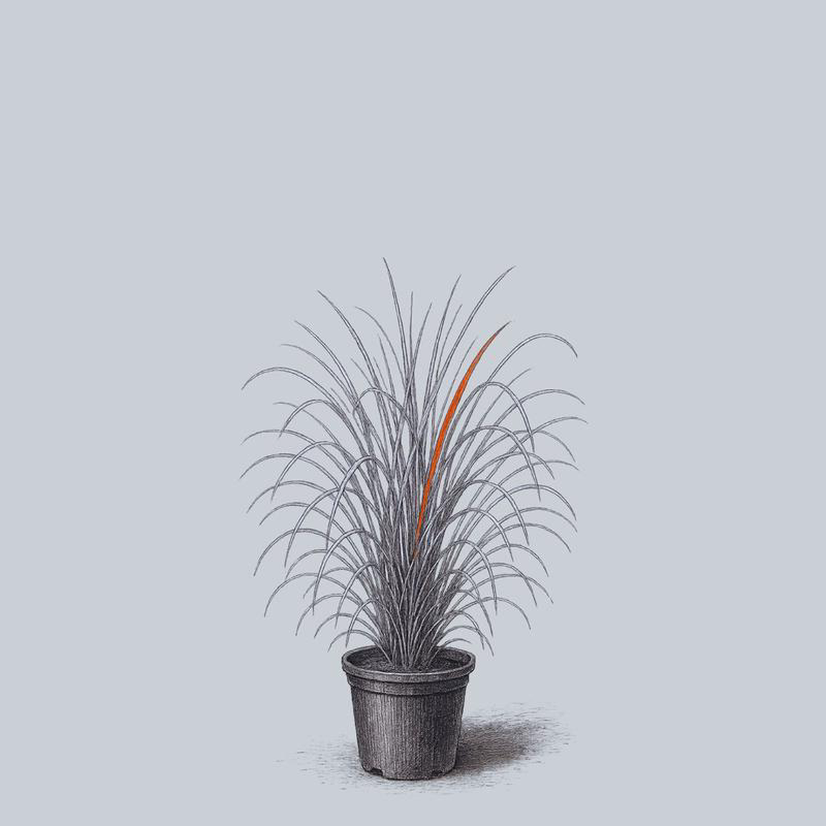 Purpurascens Maiden Grass 3 Gallon