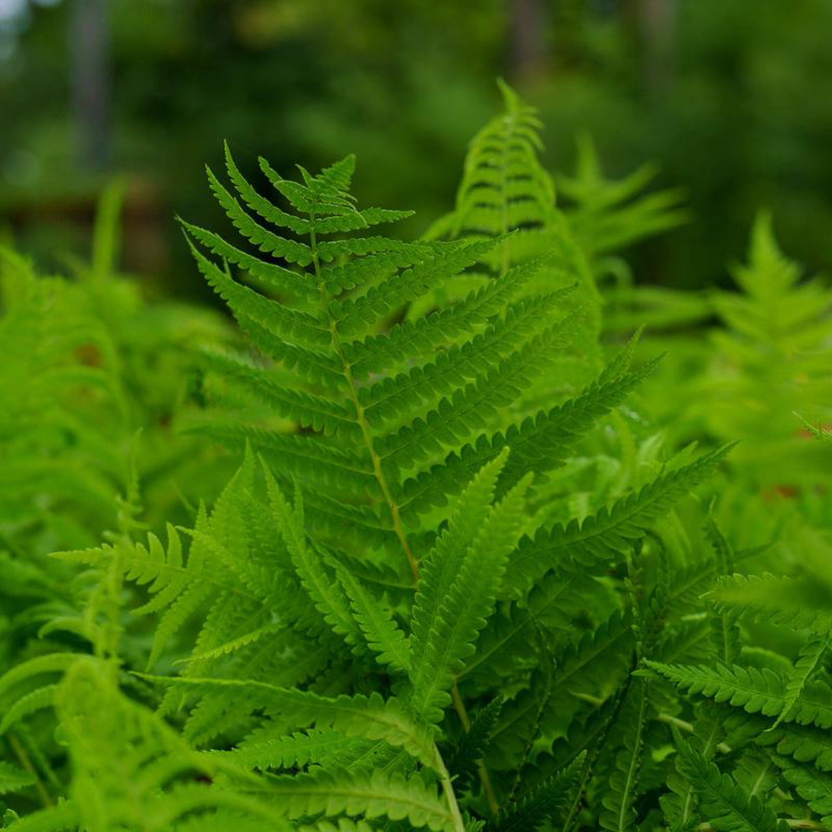 Cinnamon Fern 1 Gallon