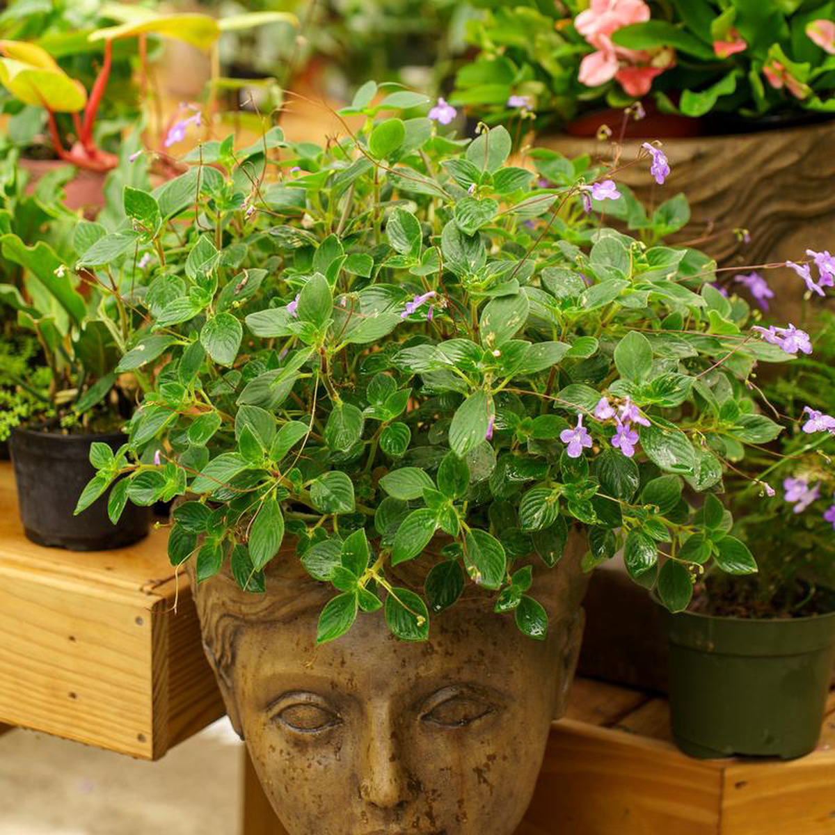 Dauphin Violet Streptocarpella 11 inch Basket