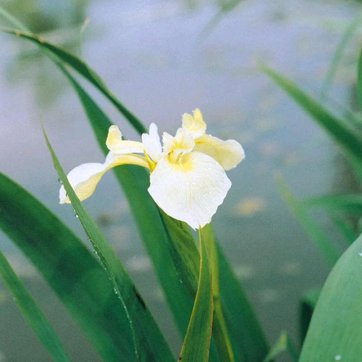 Iris Pseudacorus Bastardii Aquatic Pond Plant 8211 Yellow Flag Iris 3ltr Pot Size