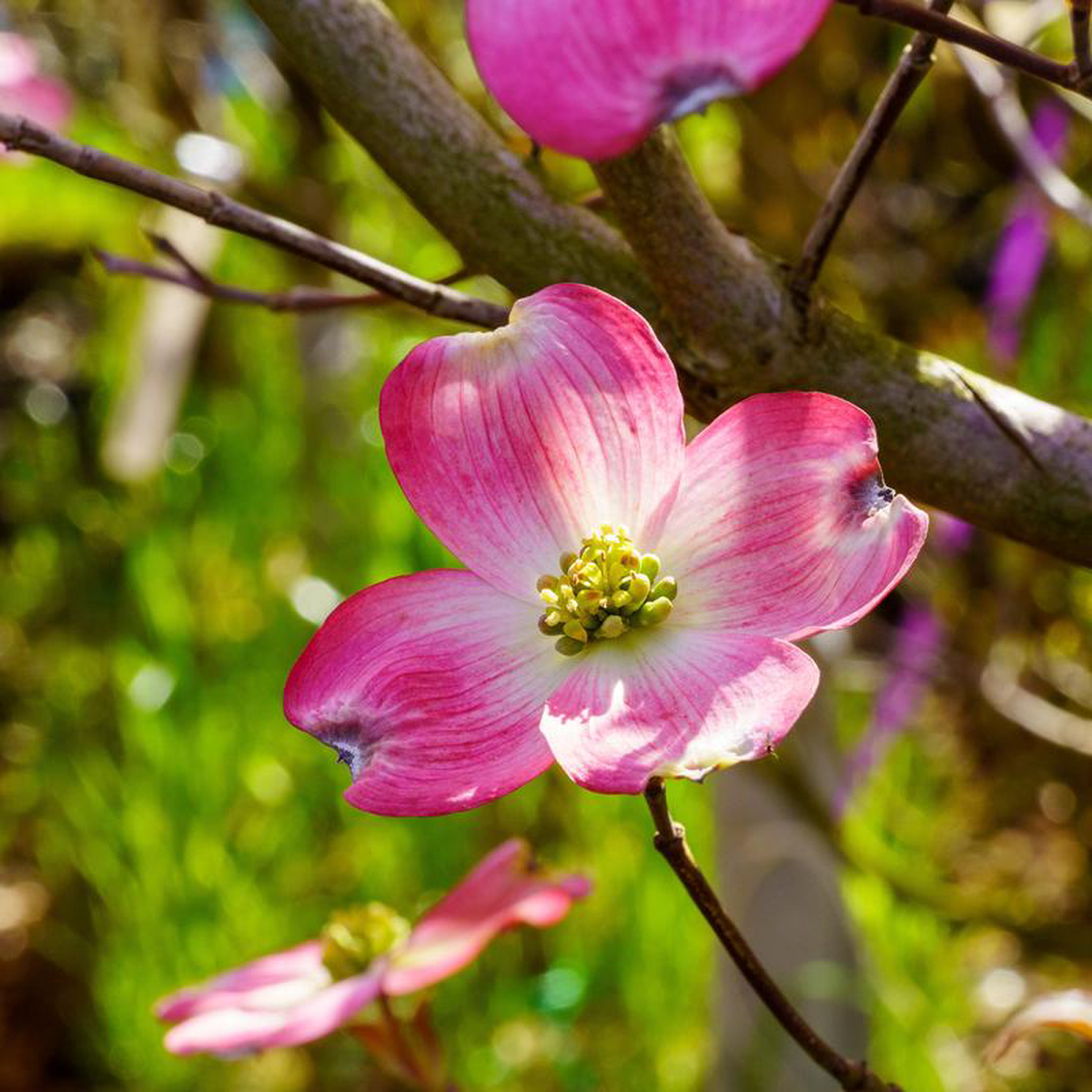 Pink Flowering Dogwood 4 foot B038B