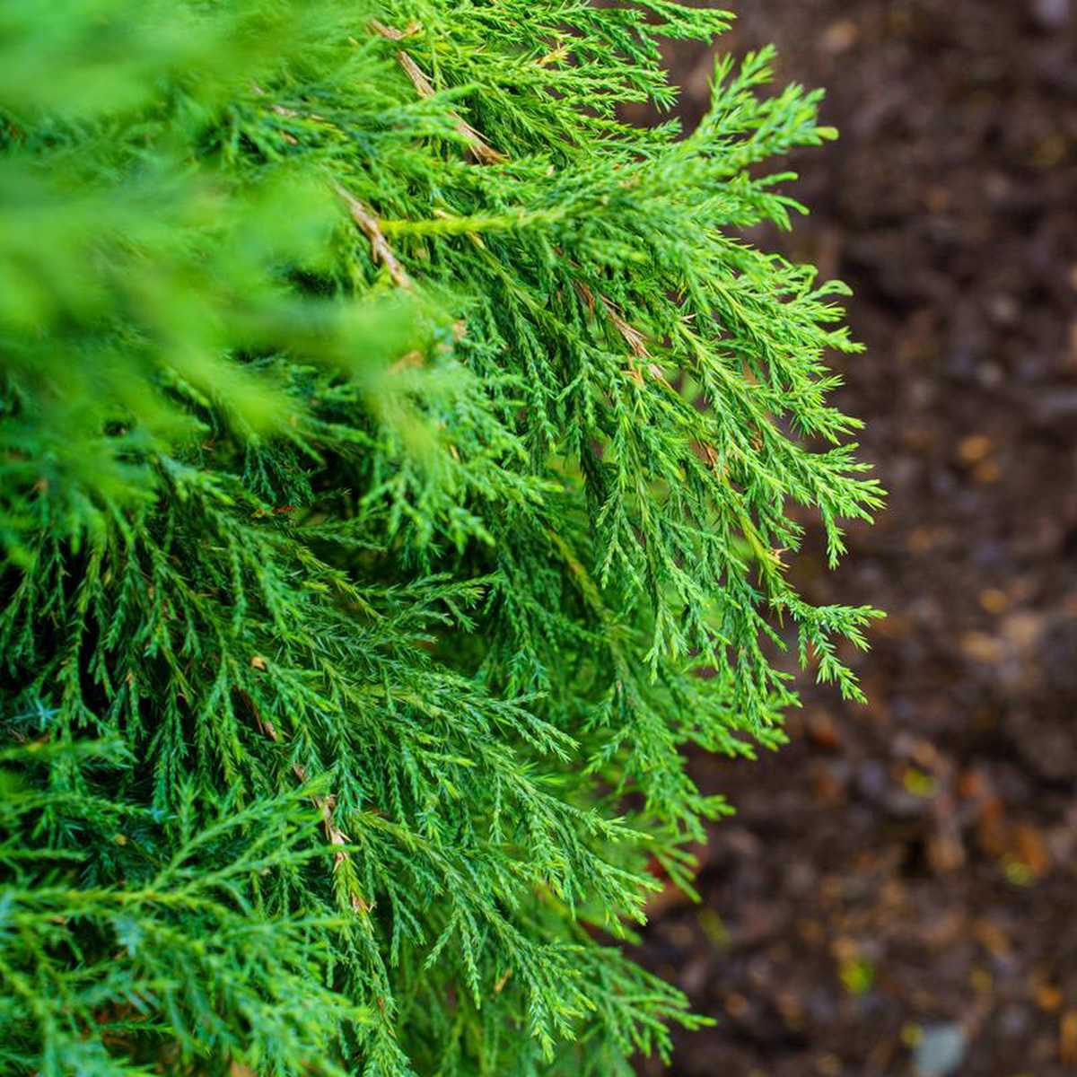 Taylor Eastern Red Cedar 10 foot B038B