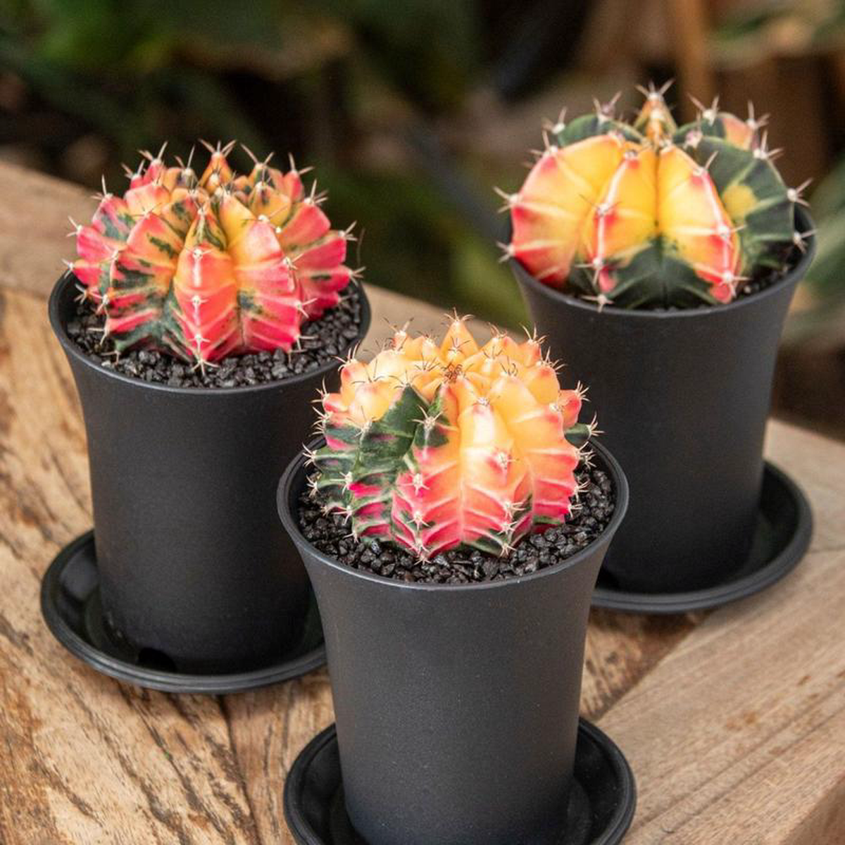 Variegated Gymnocalycium Mixed Cactus House Plant in 75cm Pot