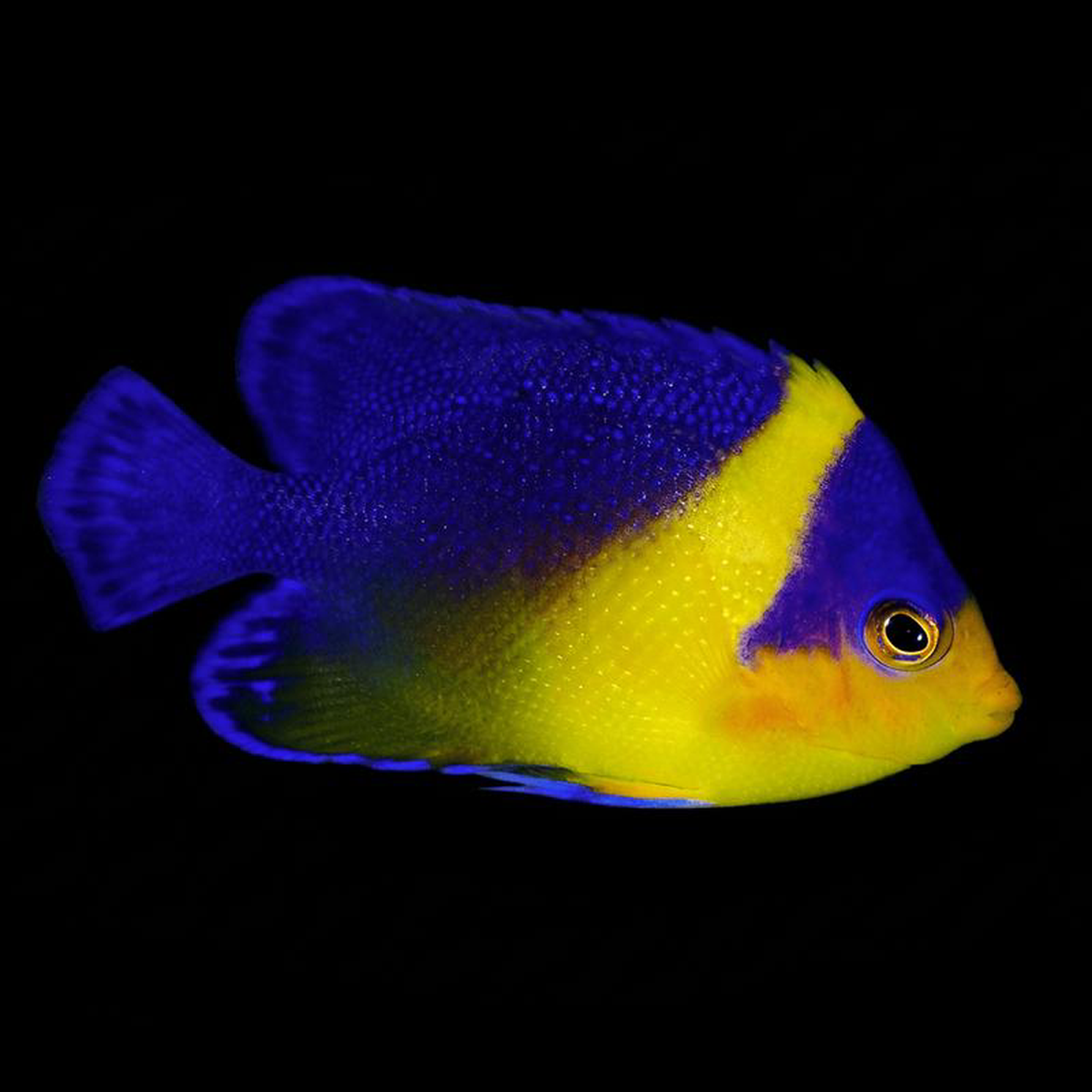 Venustus Angelfish 8211 Paracentropyge venustus