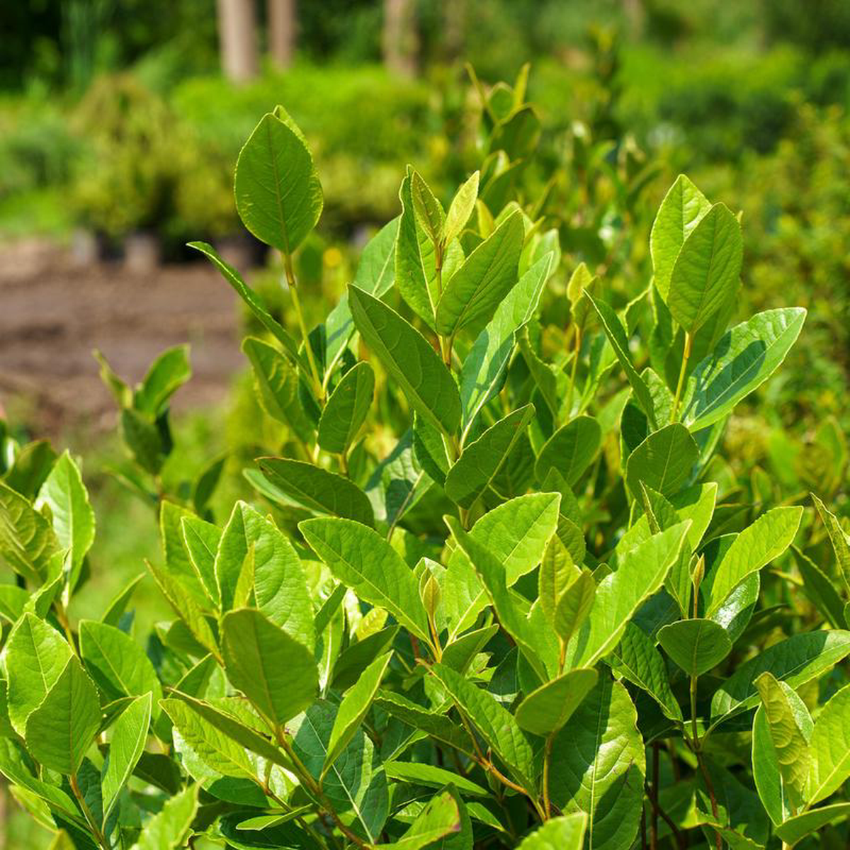 Winterthur Viburnum 20 Gallon