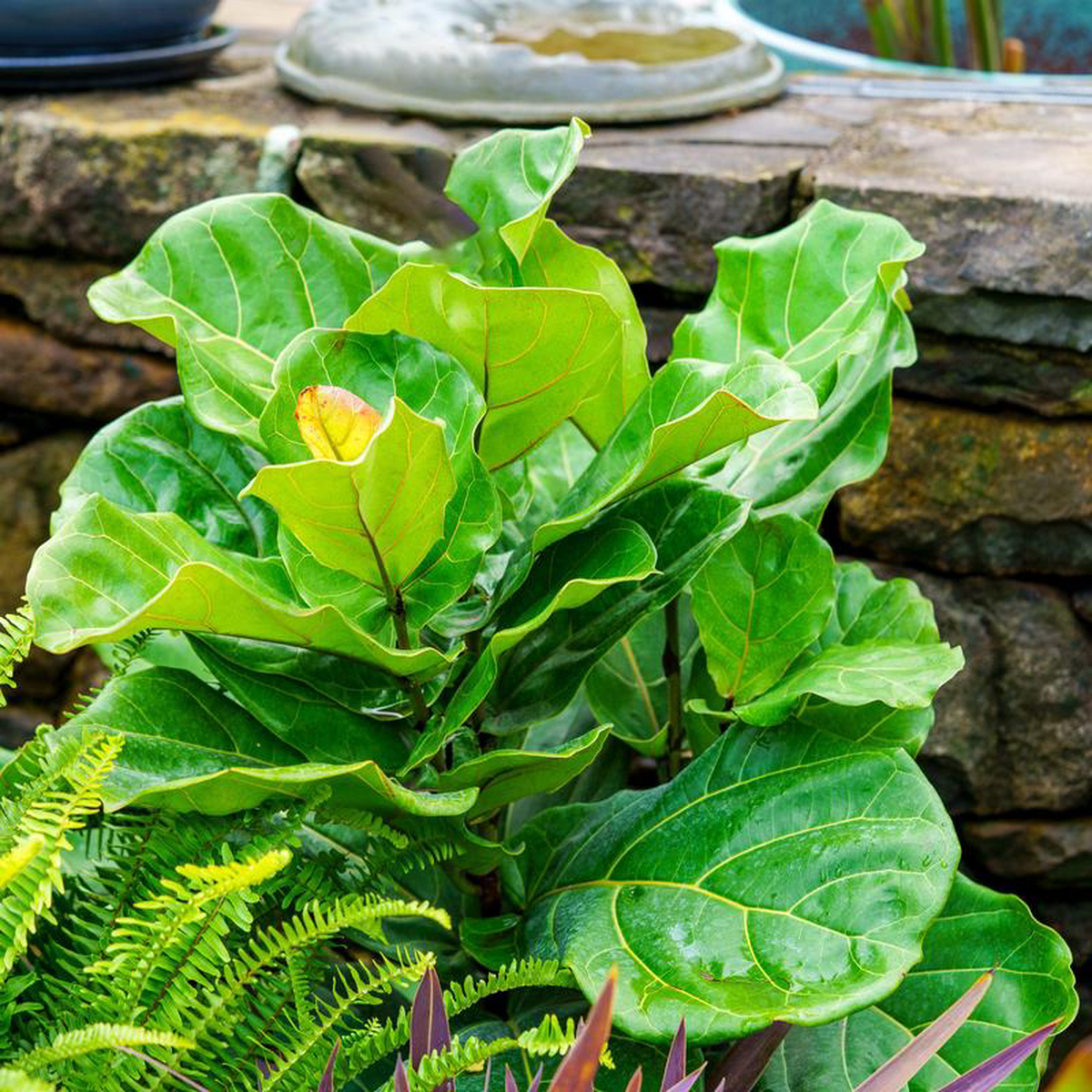 Fiddle Leaf Fig 10 inch Pot