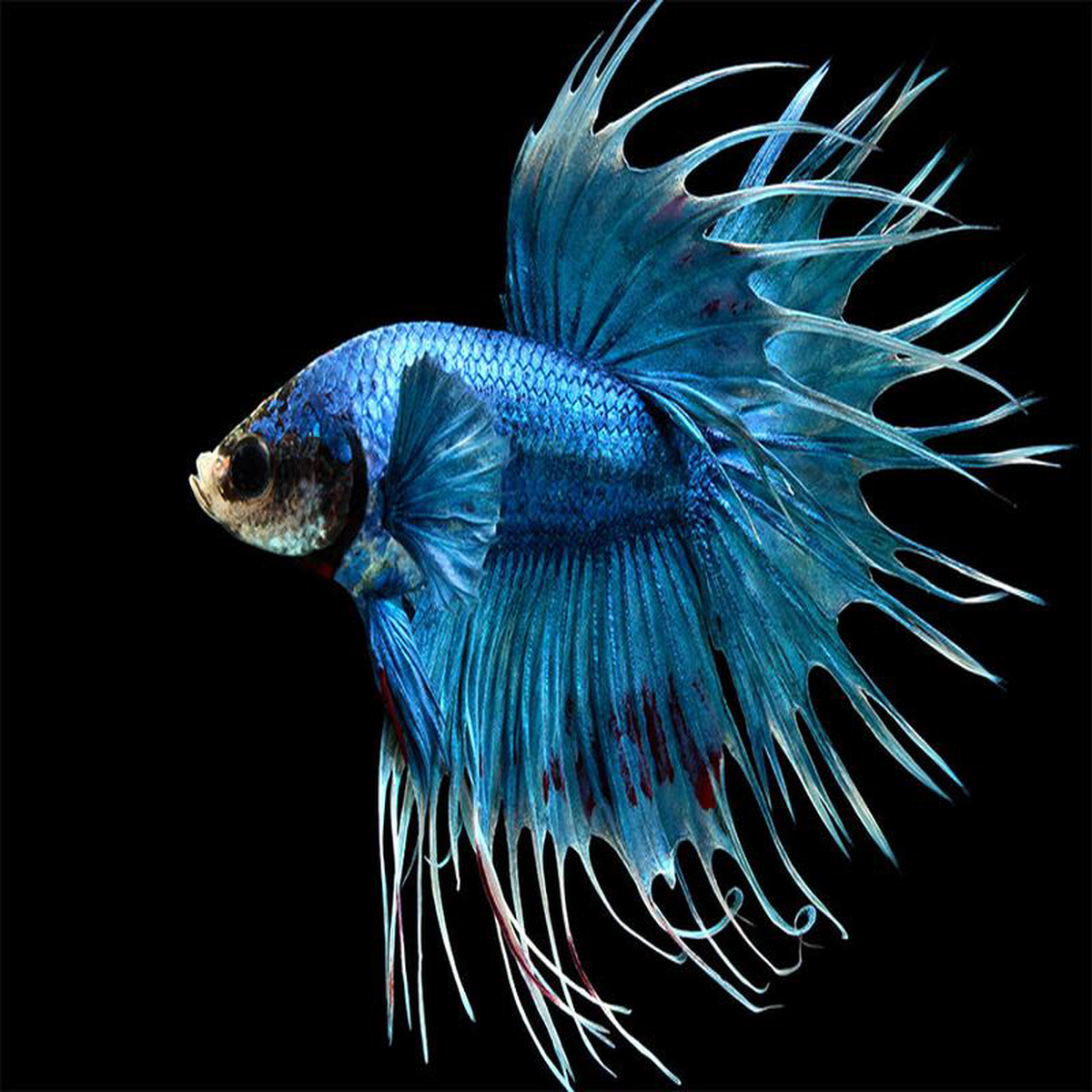 Fighter 8211 Crowntail