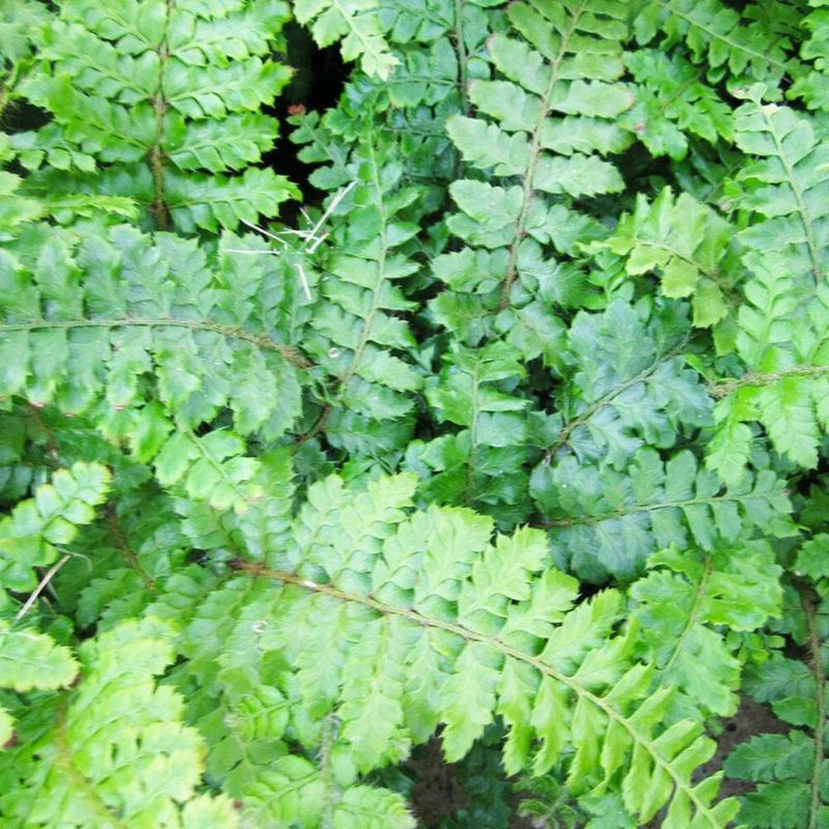 Polystichum Polyblepharum Aquatic Pond Plant 8211 Japanese Tassel Fern 9cm (3 Pack)