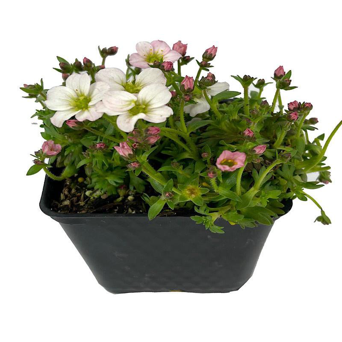 Saxifraga 8216Alpino White8217 4 Inch