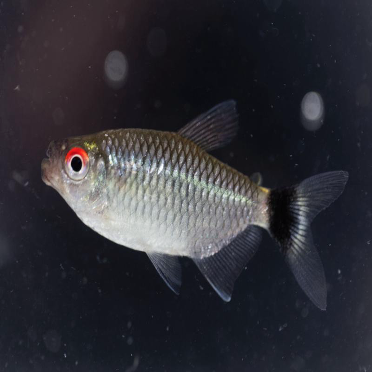 Red Eye Tetra Special (6 for 16)