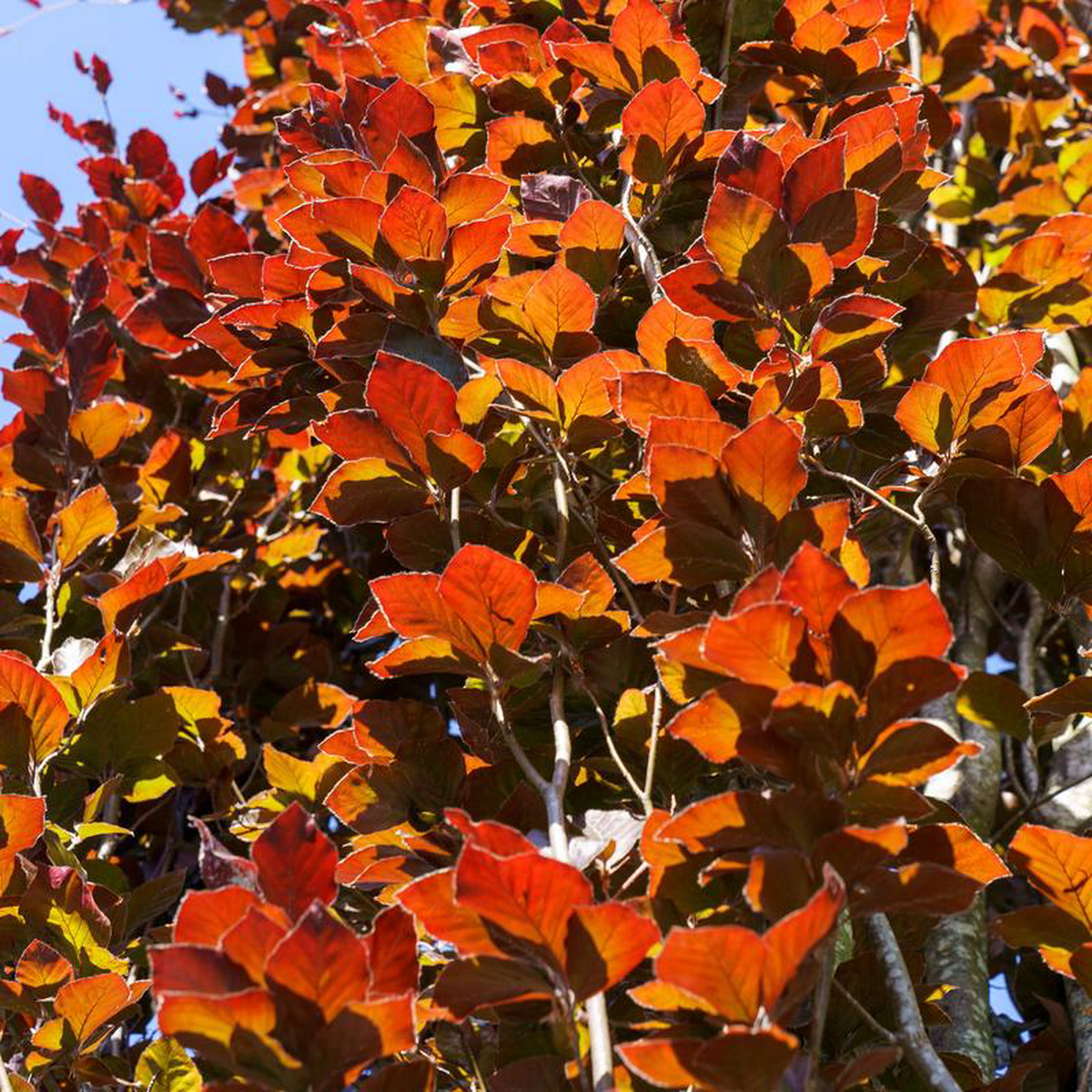 Red Obelisk Beech 5 inch B038B