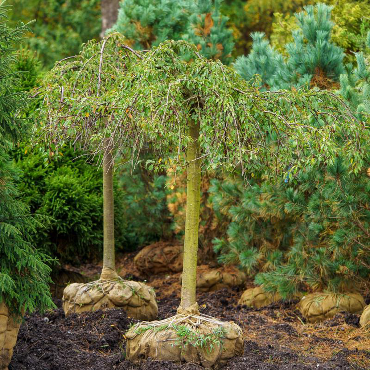 Snow Fountains Weeping Cherry 20 Gallon