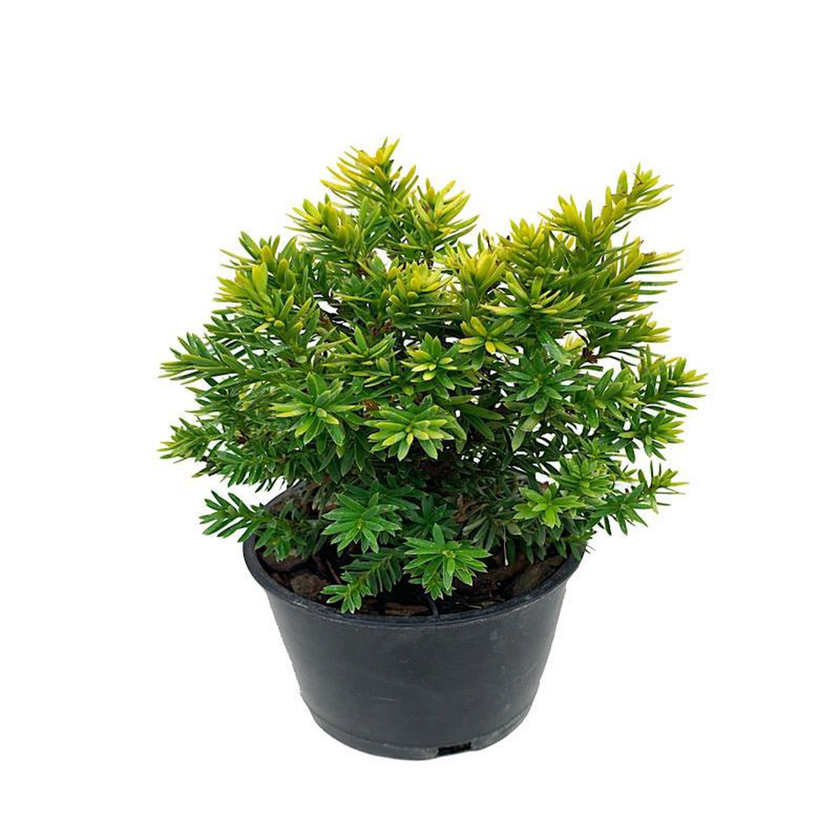 Taxus cuspidata 8216Nana Aurescens8217 4 Inch