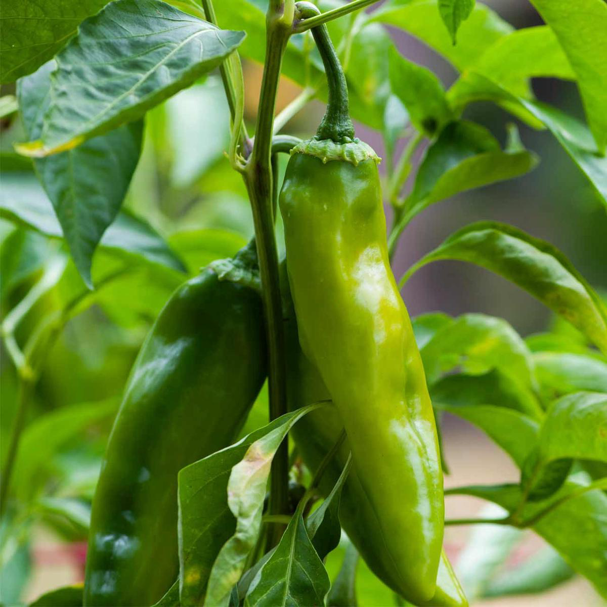 Anaheim Pepper (Capsicum annuum)