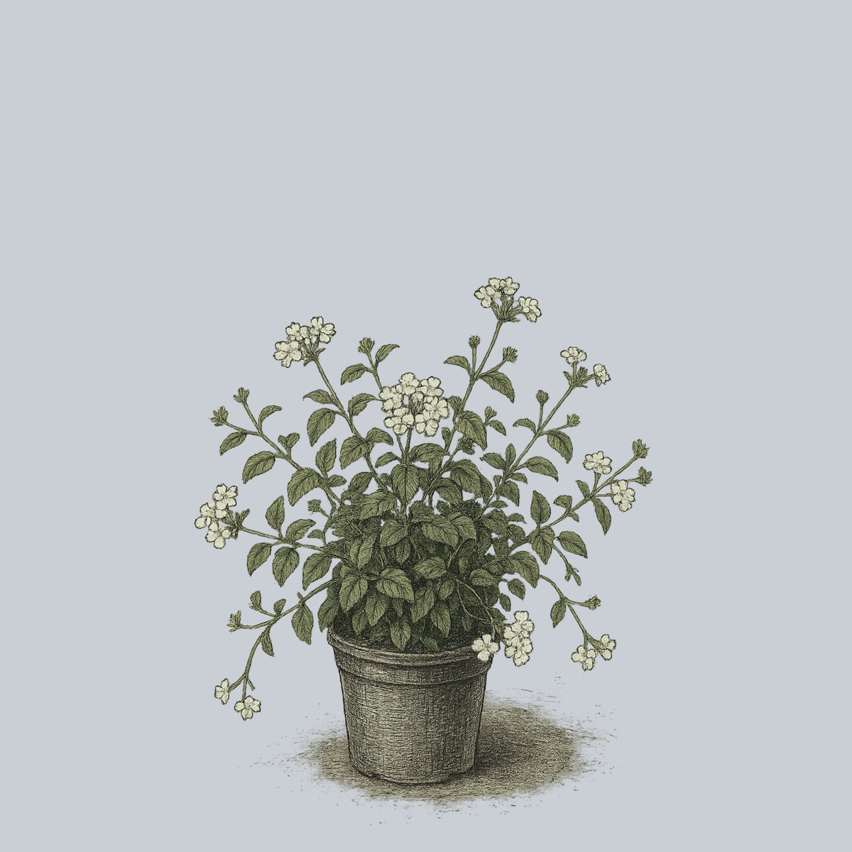 White Trailing Lantana Quart