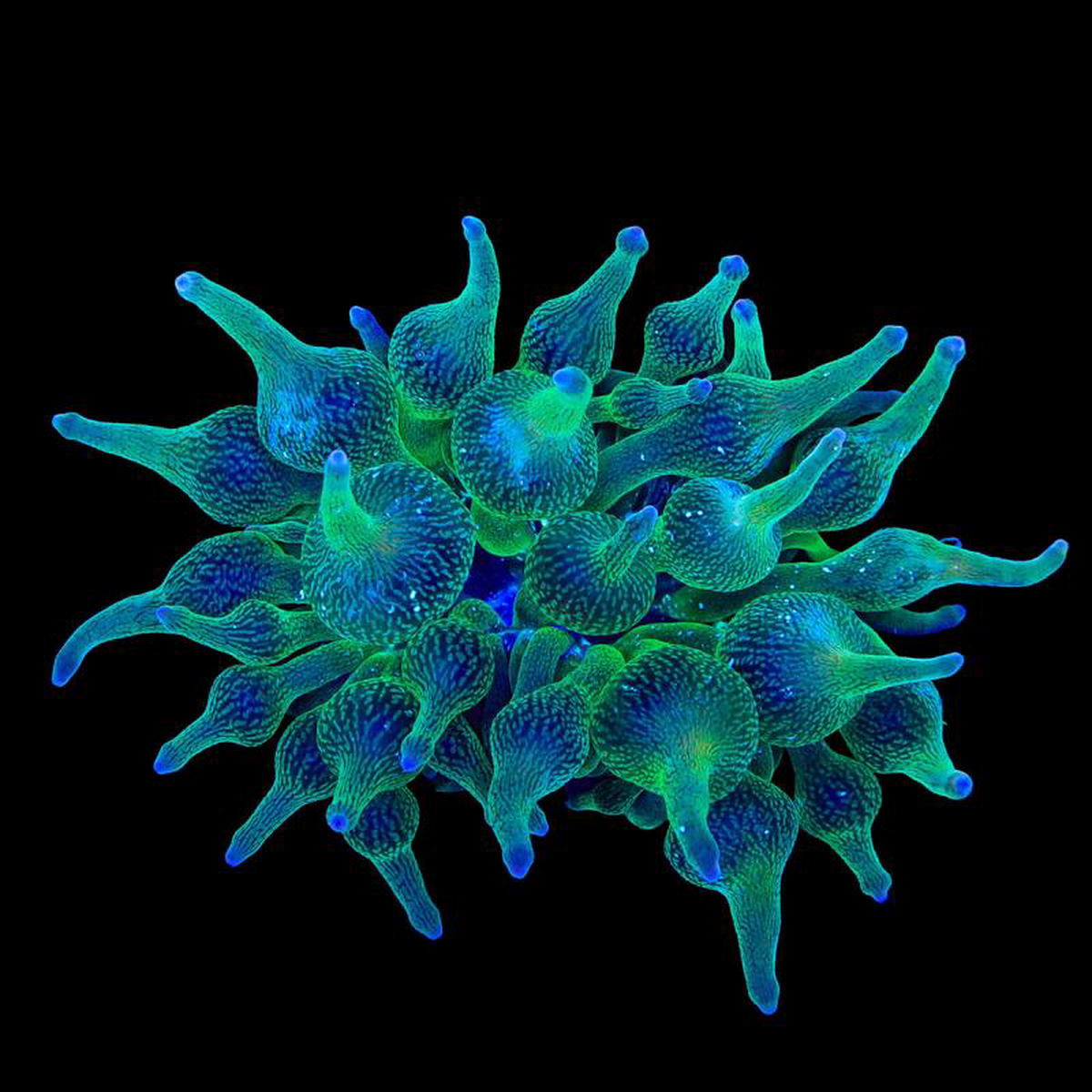 ECC Nexus Joker Bubbletip Anemone