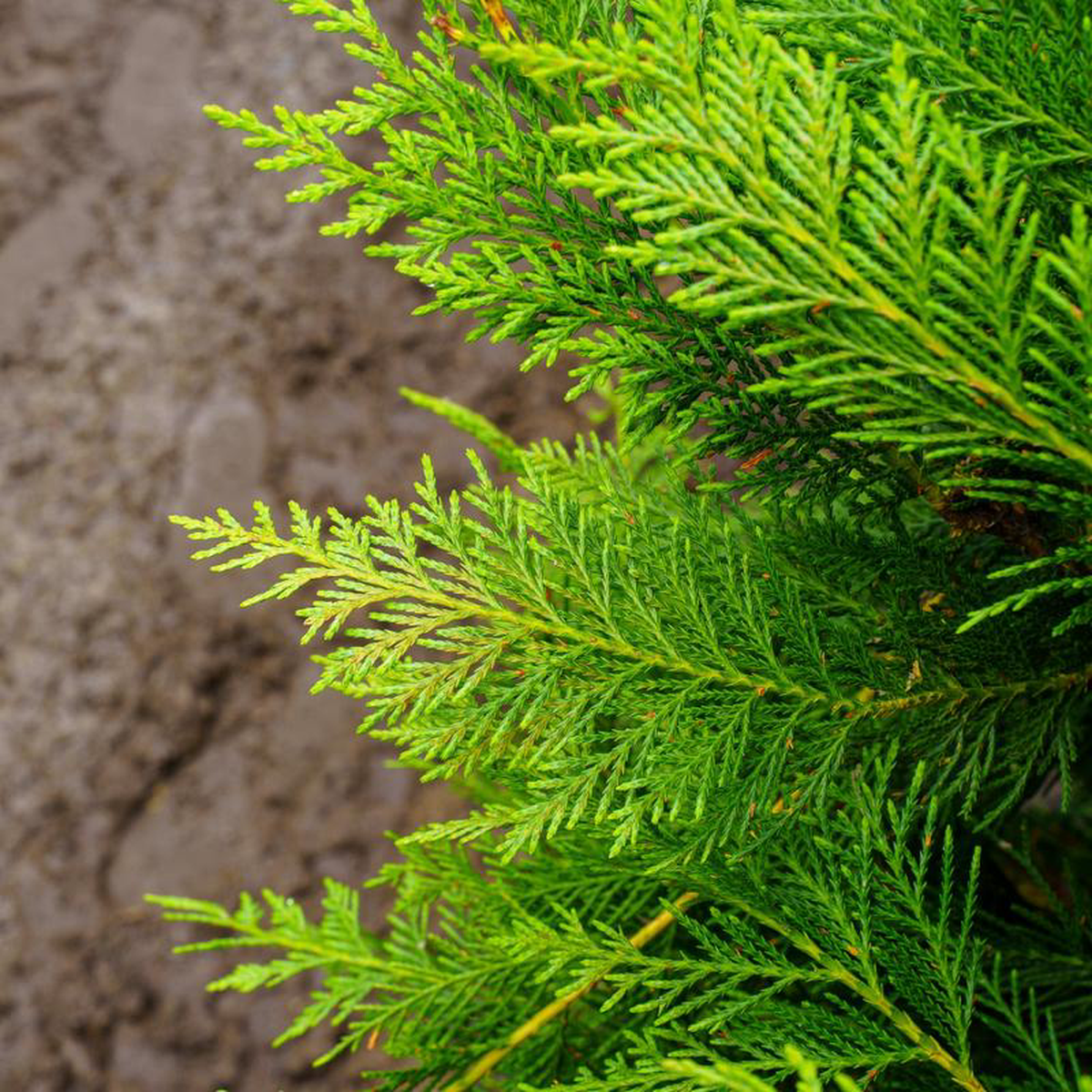 Leyland Cypress 15 Gallon