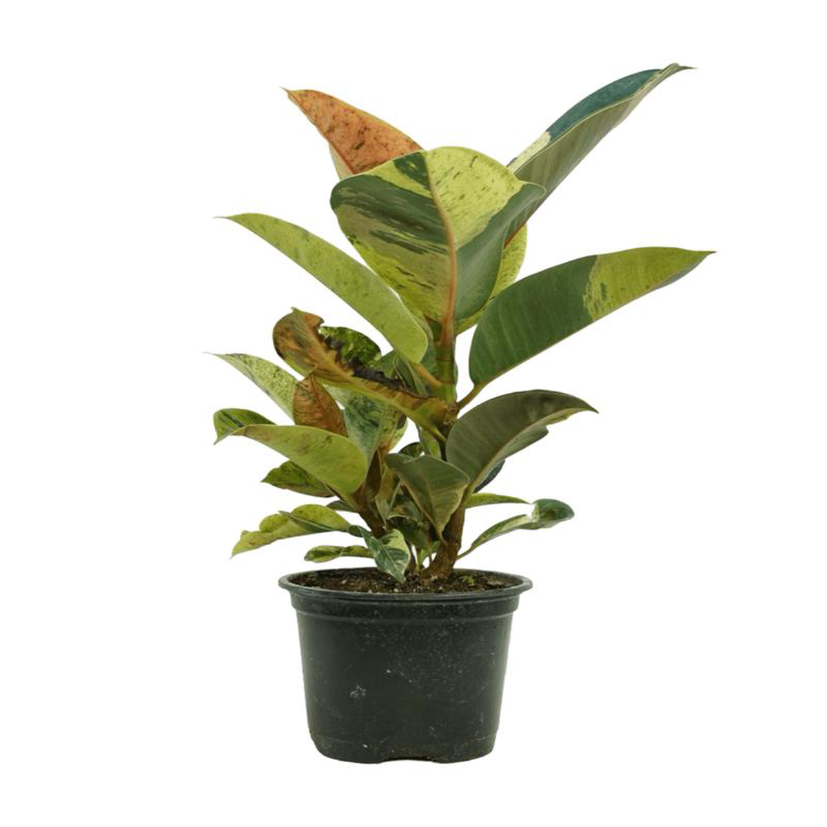 Ficus shivereana 8216Moonshine8217 Quart