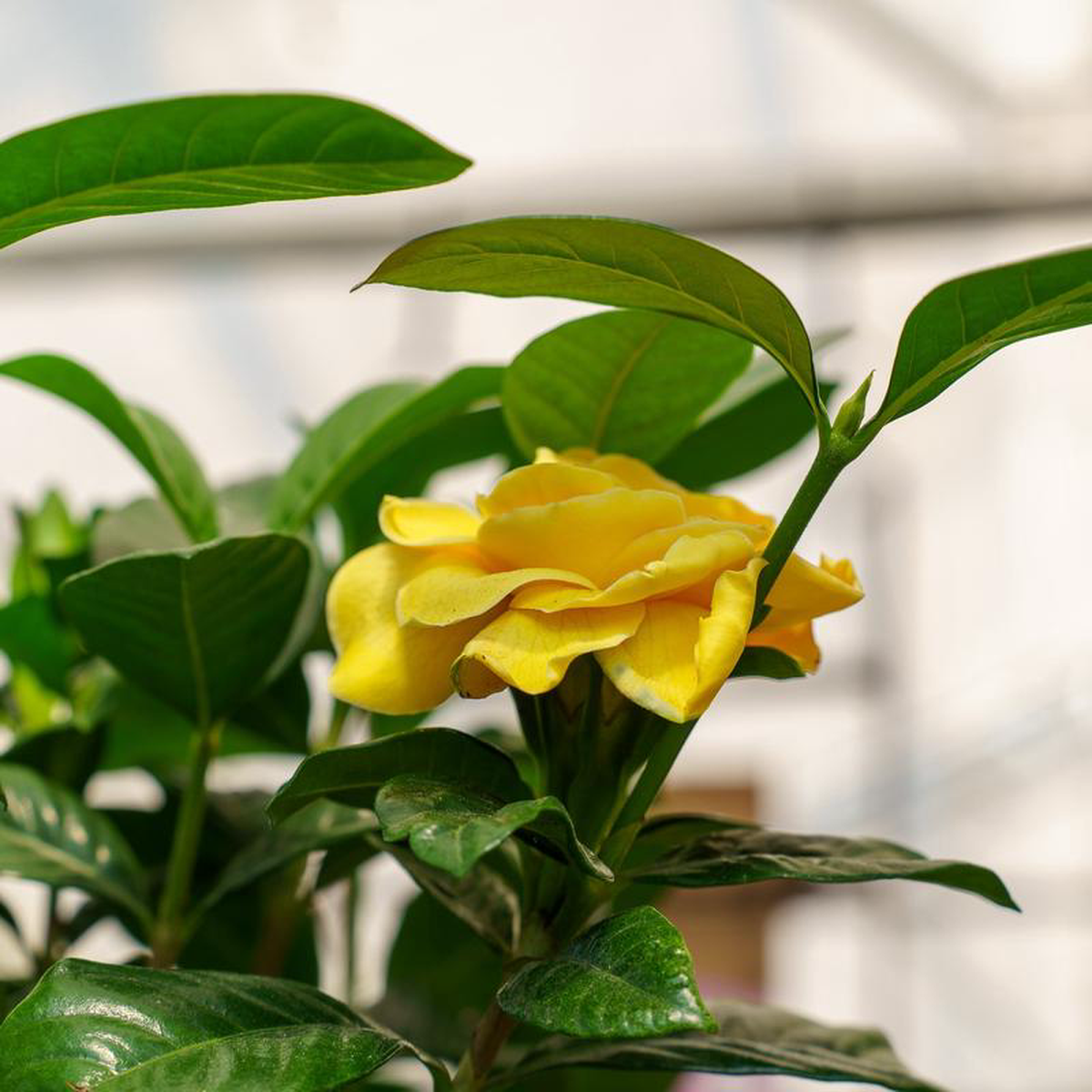 Gardenia 108243 Pot 8211 Braided