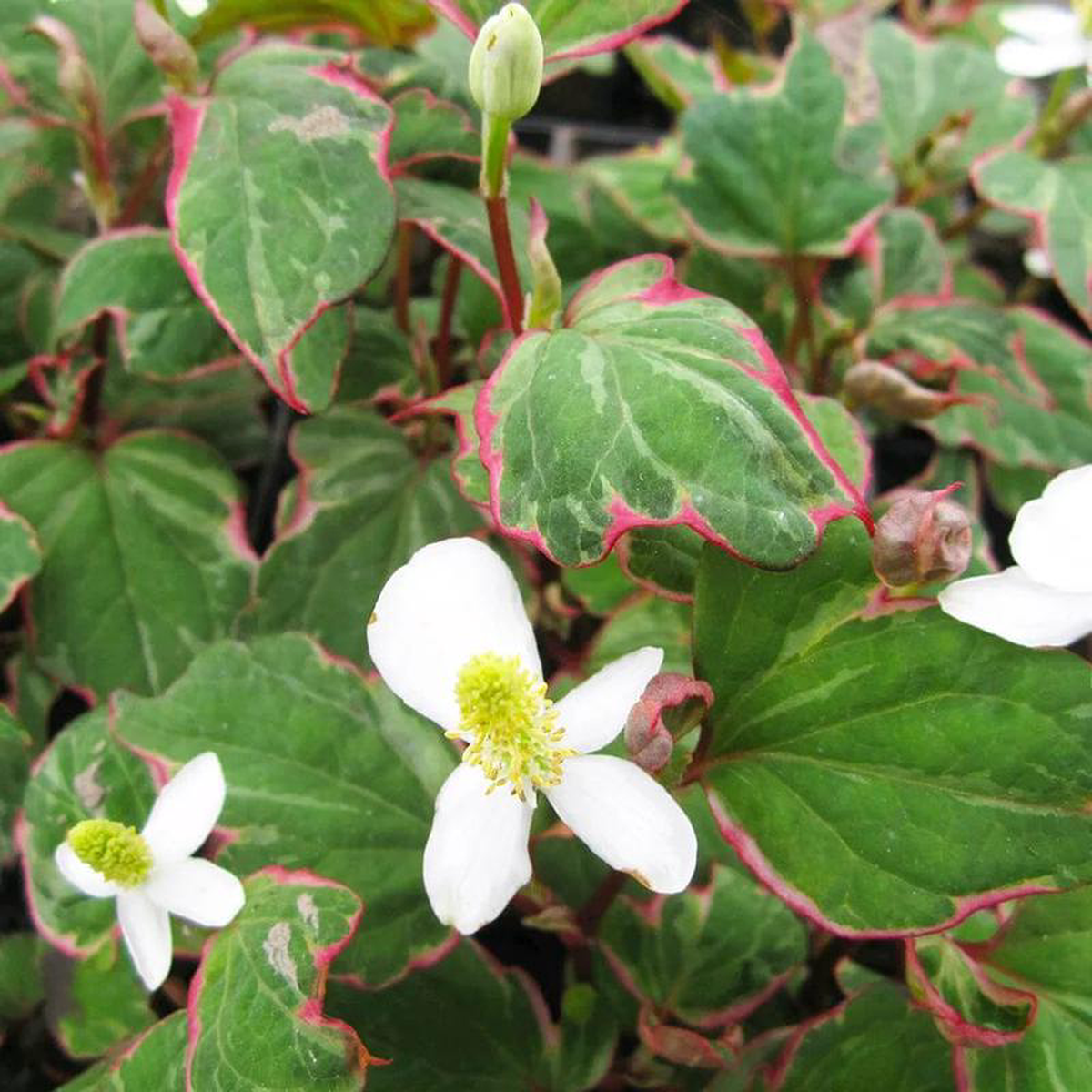 Houttuynia Cordata Boo Boo Aquatic Pond Plant 8211 Chameleon Plant 5ltr Pot Size