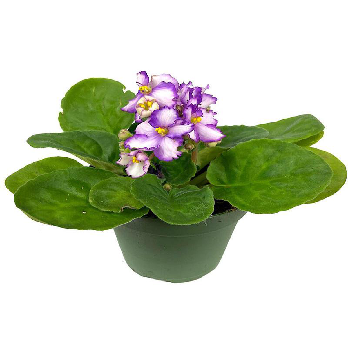 Saintpaulia ionantha Red-VioletWhite 4 Inch