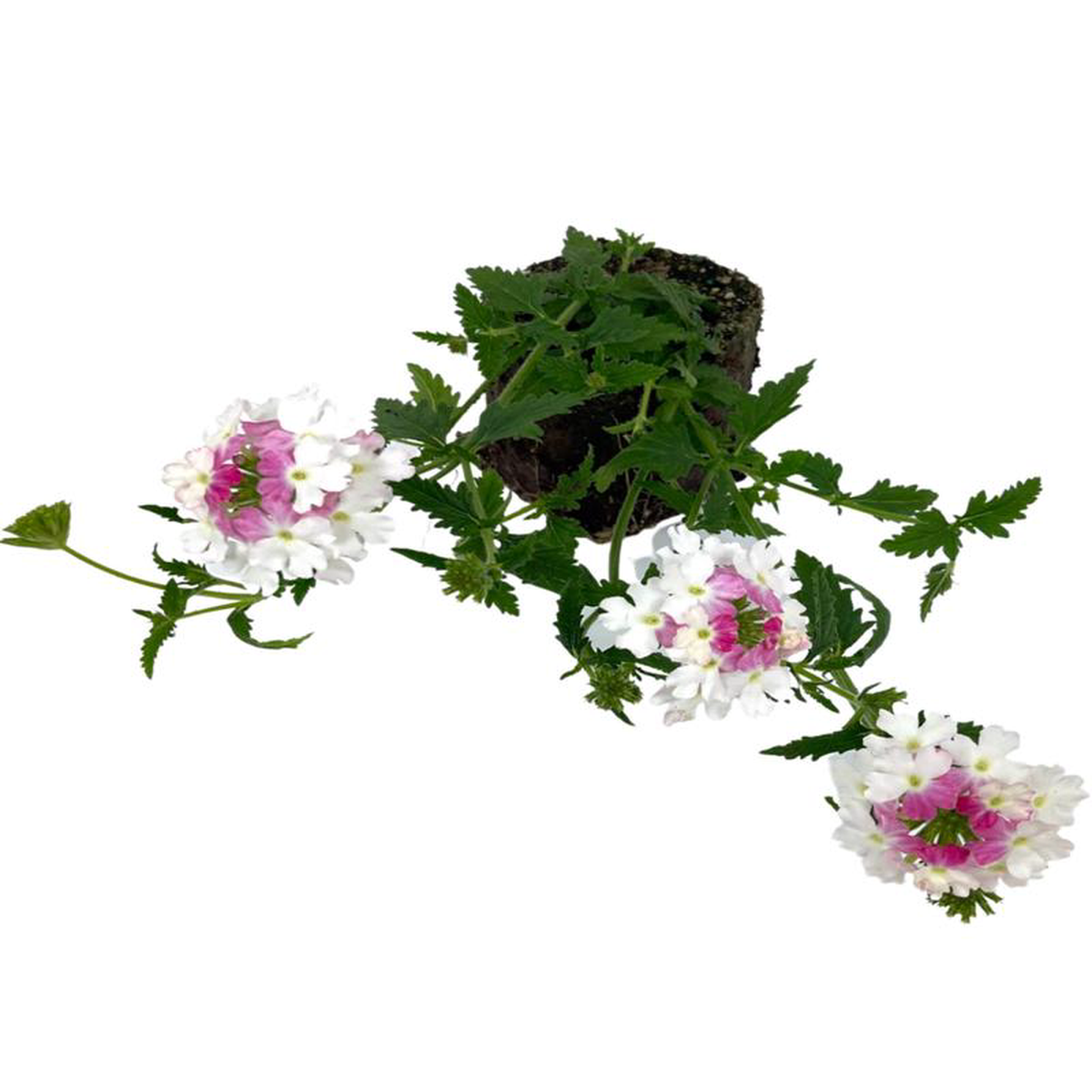 Verbena 8216Lanai Twister Pink8217 4 Inch
