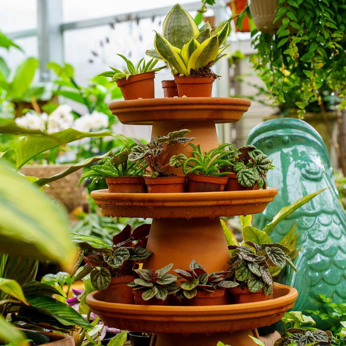 Assorted Foliage 4 inch Pot
