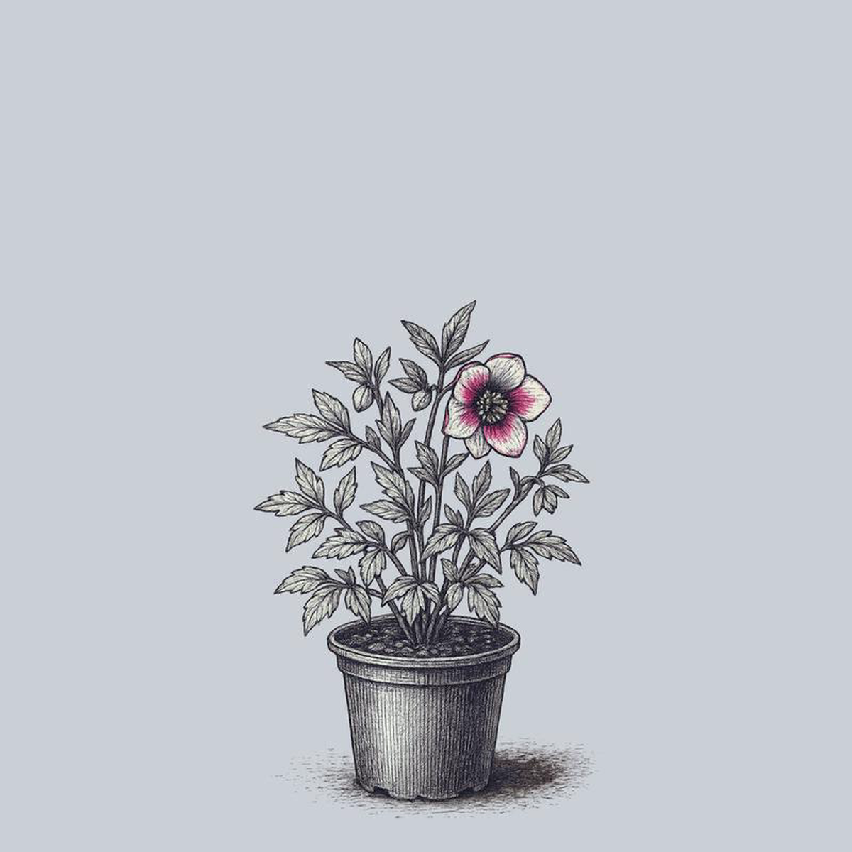 Blushing Bridesmaid Lenten Rose 1 Gallon