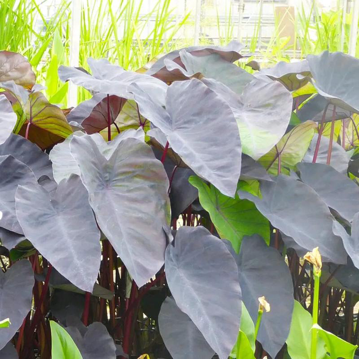 Colocasia Rubra Black Magic Aquatic Pond Plant 8211 Elephant Ear 3ltr Pot Size