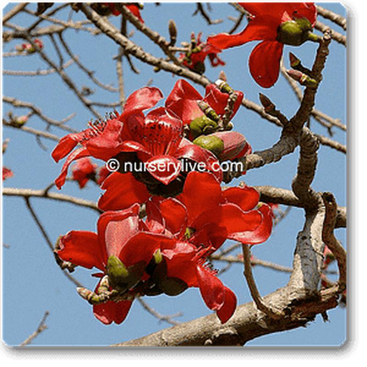 Red samel Bombax malabaricum 8211 Plant