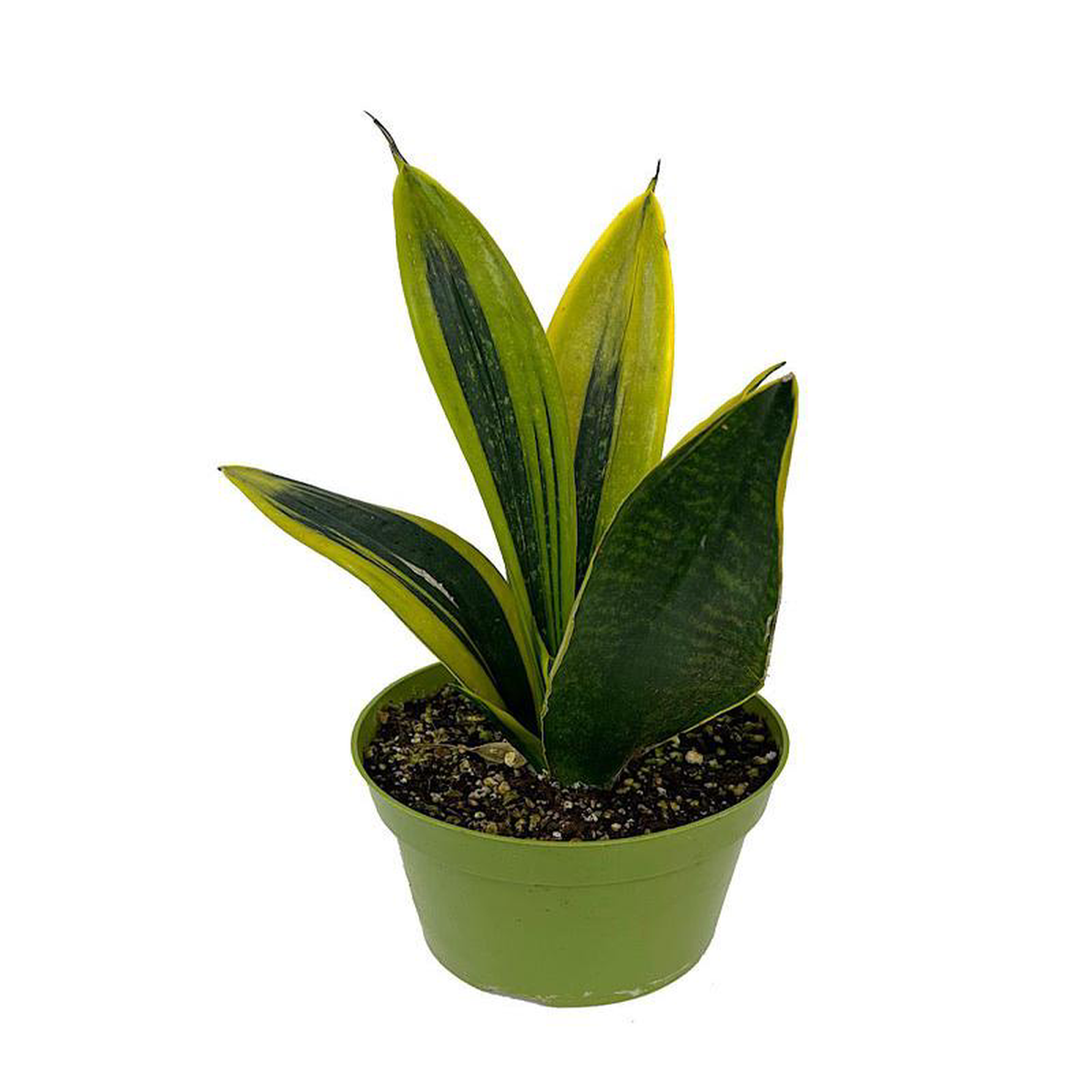 Sansevieria trifasciata 8216Gold Flame8217 4 Inch