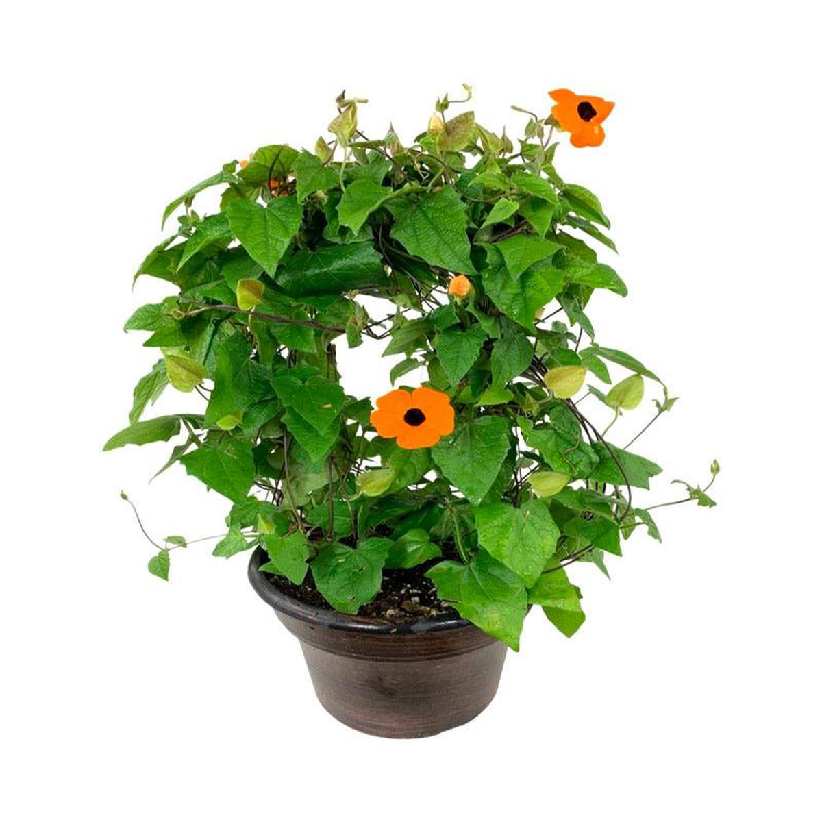 Thunbergia alata 8216Orange Wonder 8 Inch