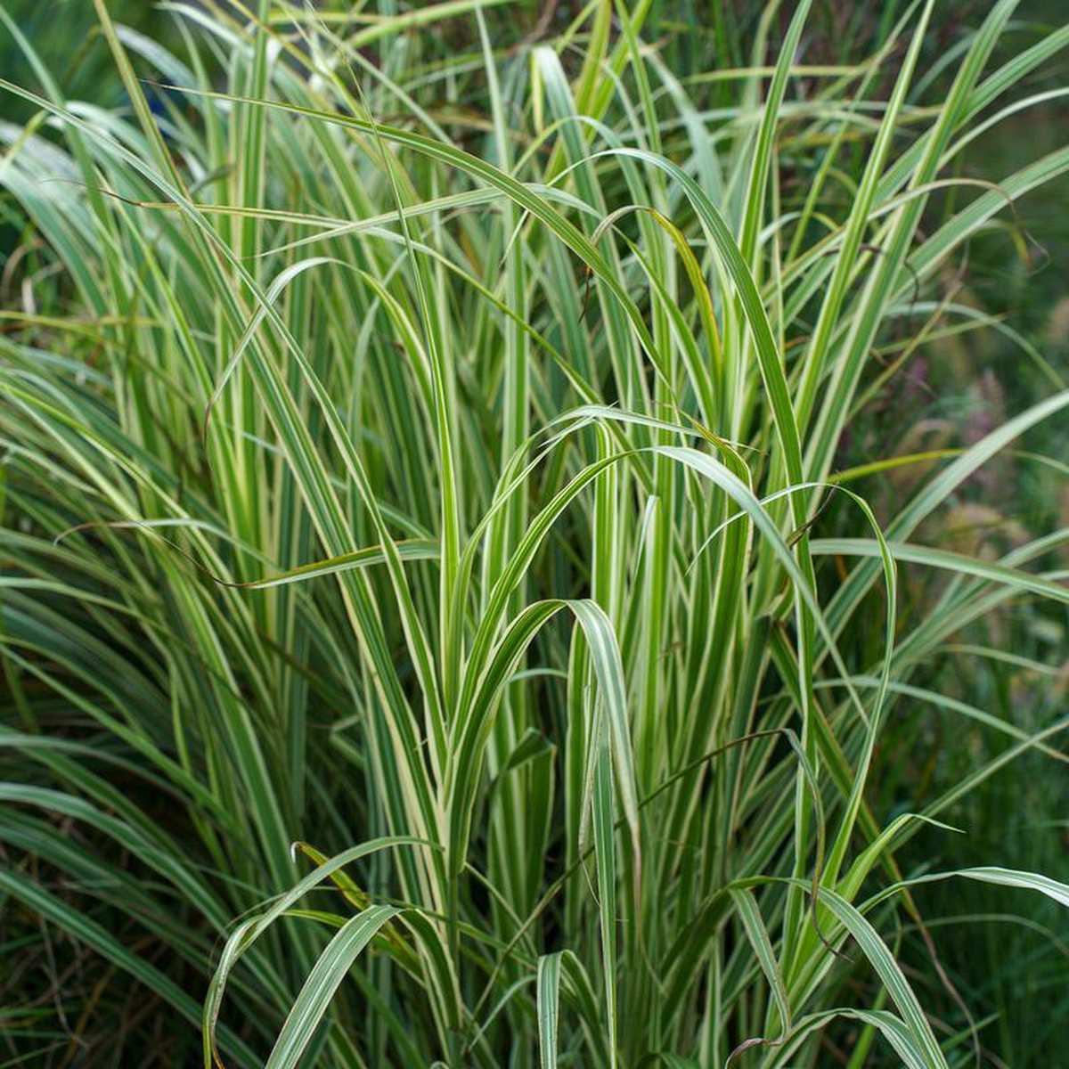 Variegatus Maiden Grass 3 Gallon