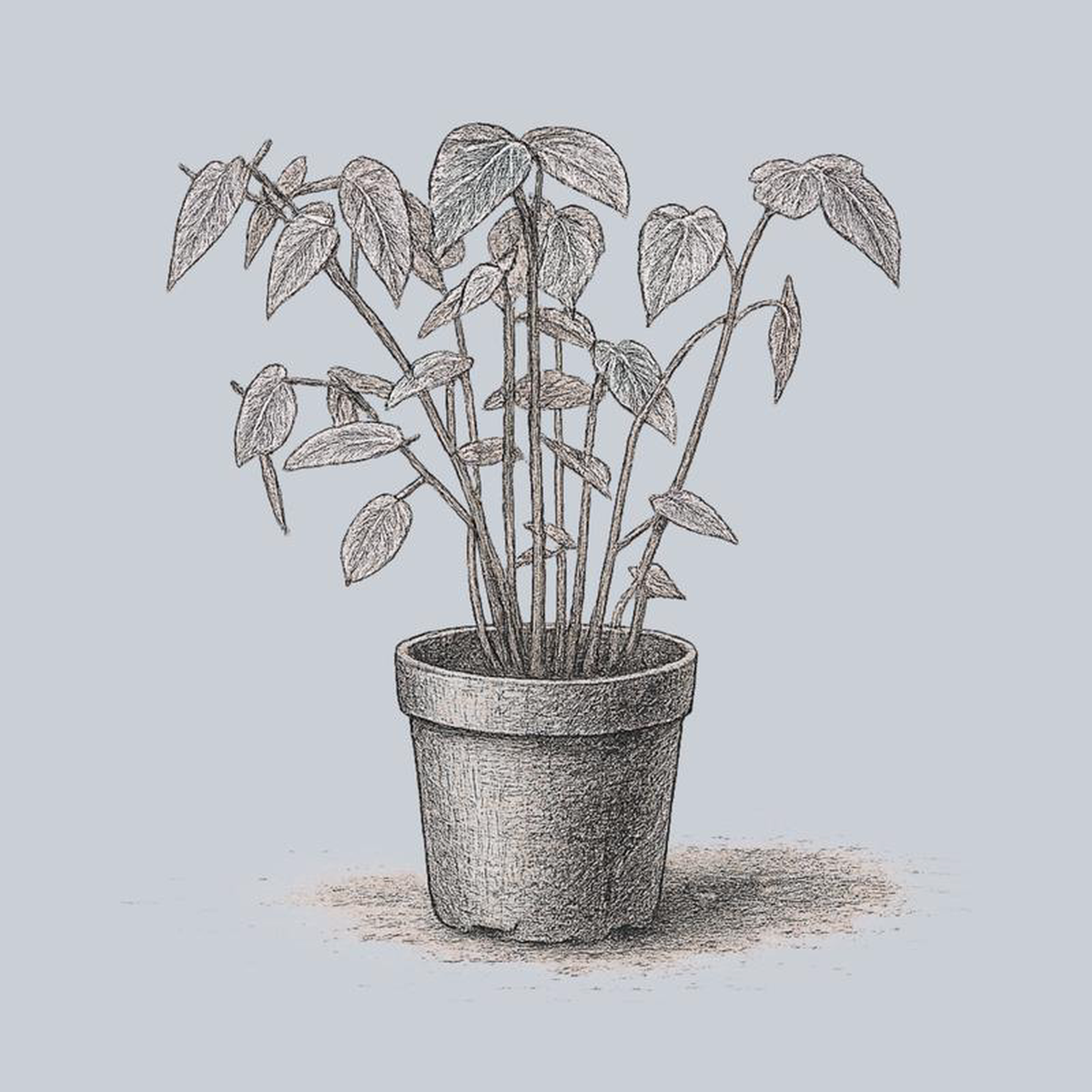 Begonia Dietrichiana 25 inch Pot